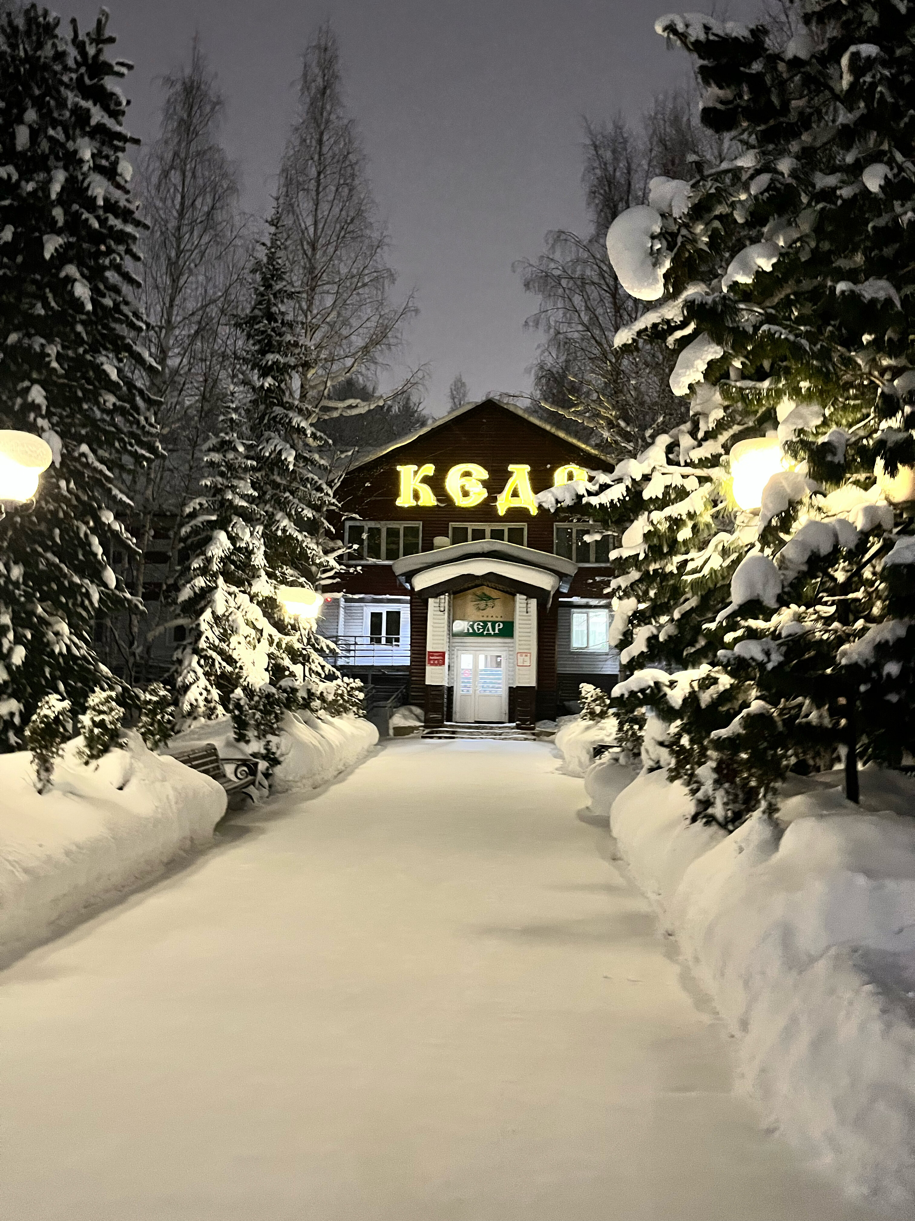 Фото Кедр