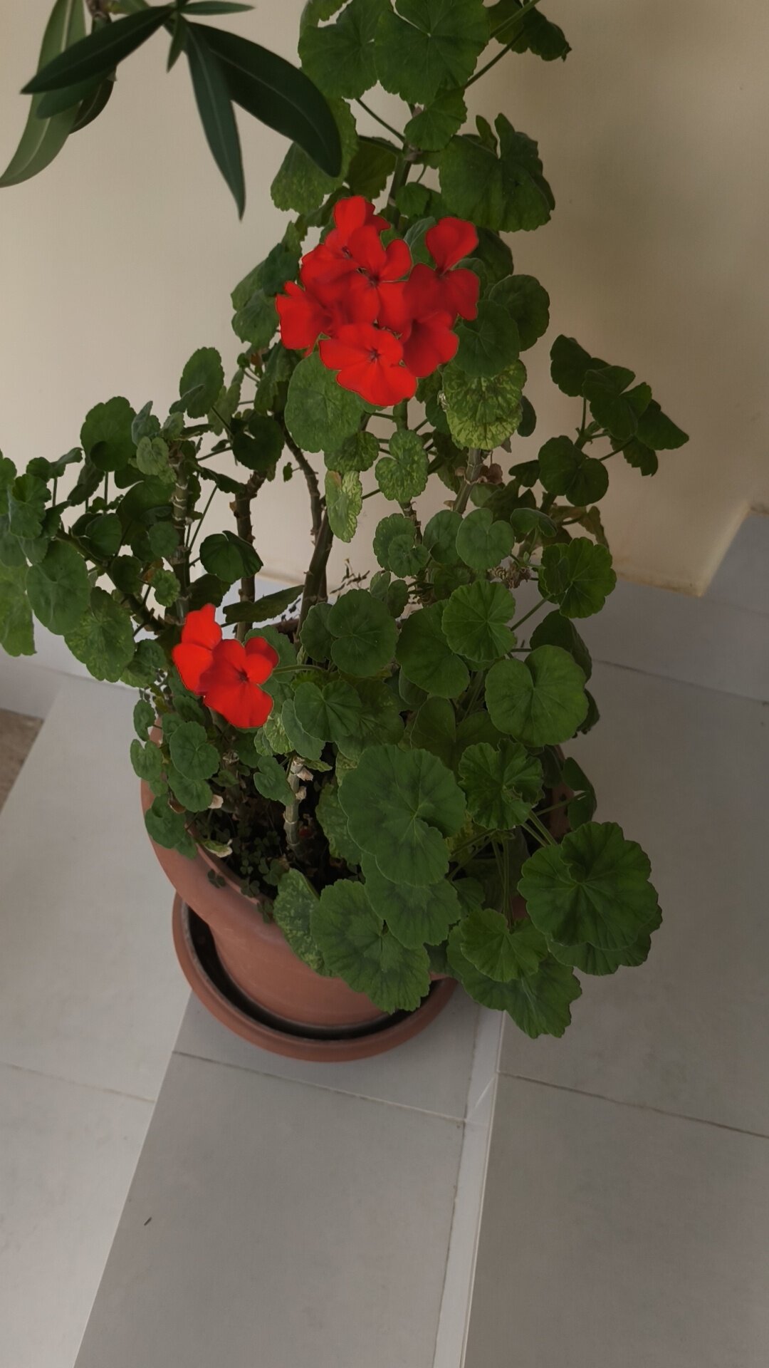 Фото Три Короны