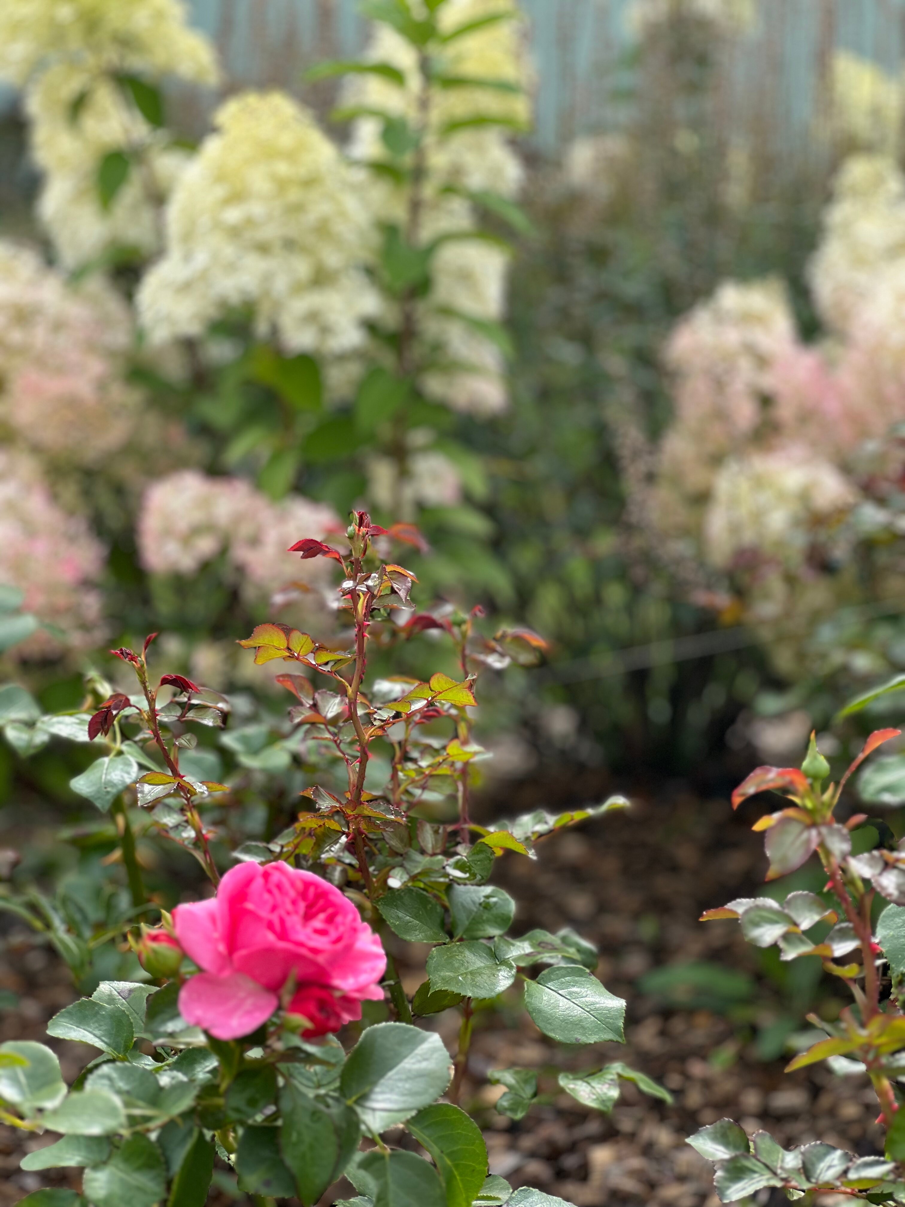 Фото Отрада