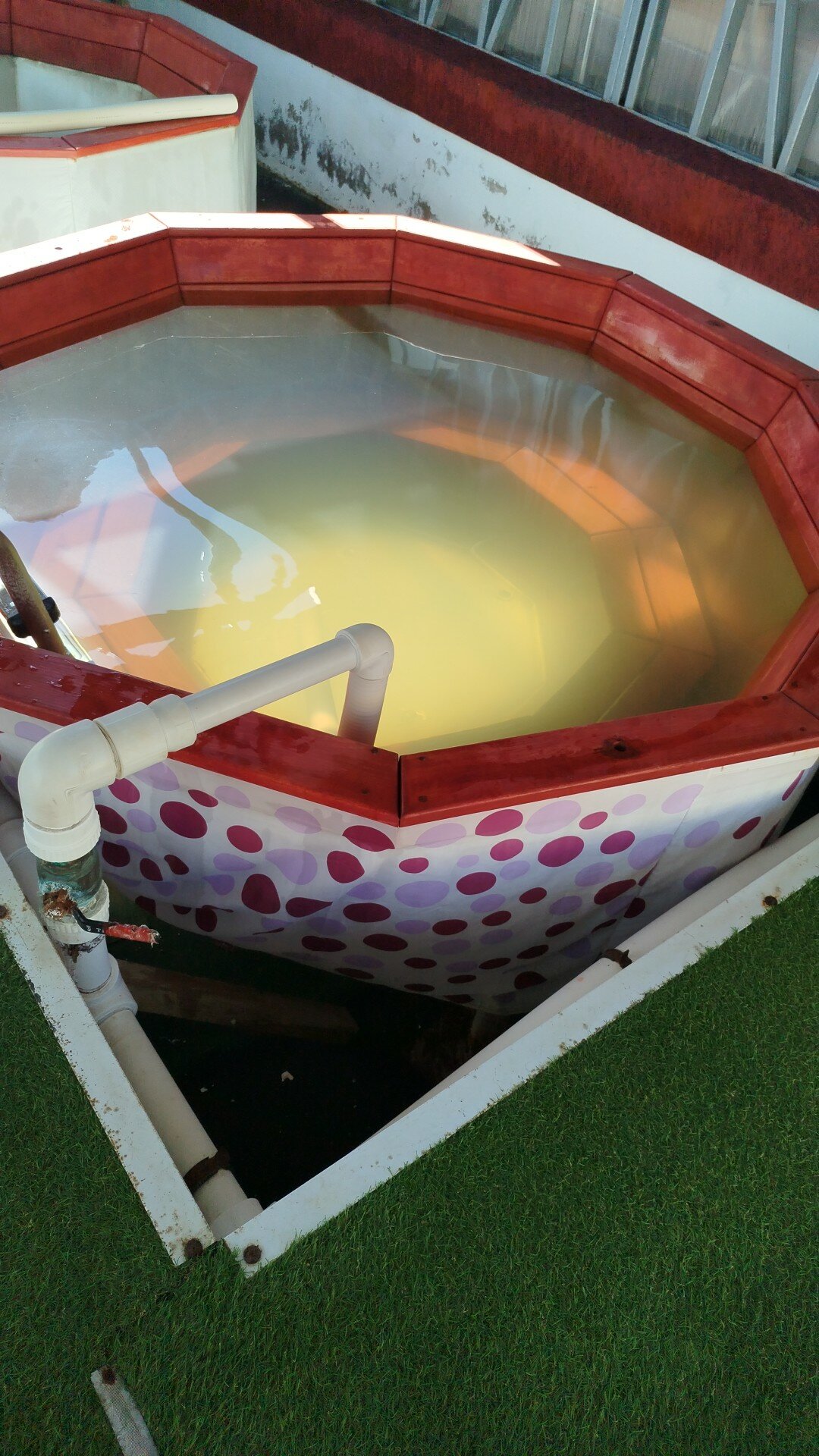 Фото Гранд Камелия