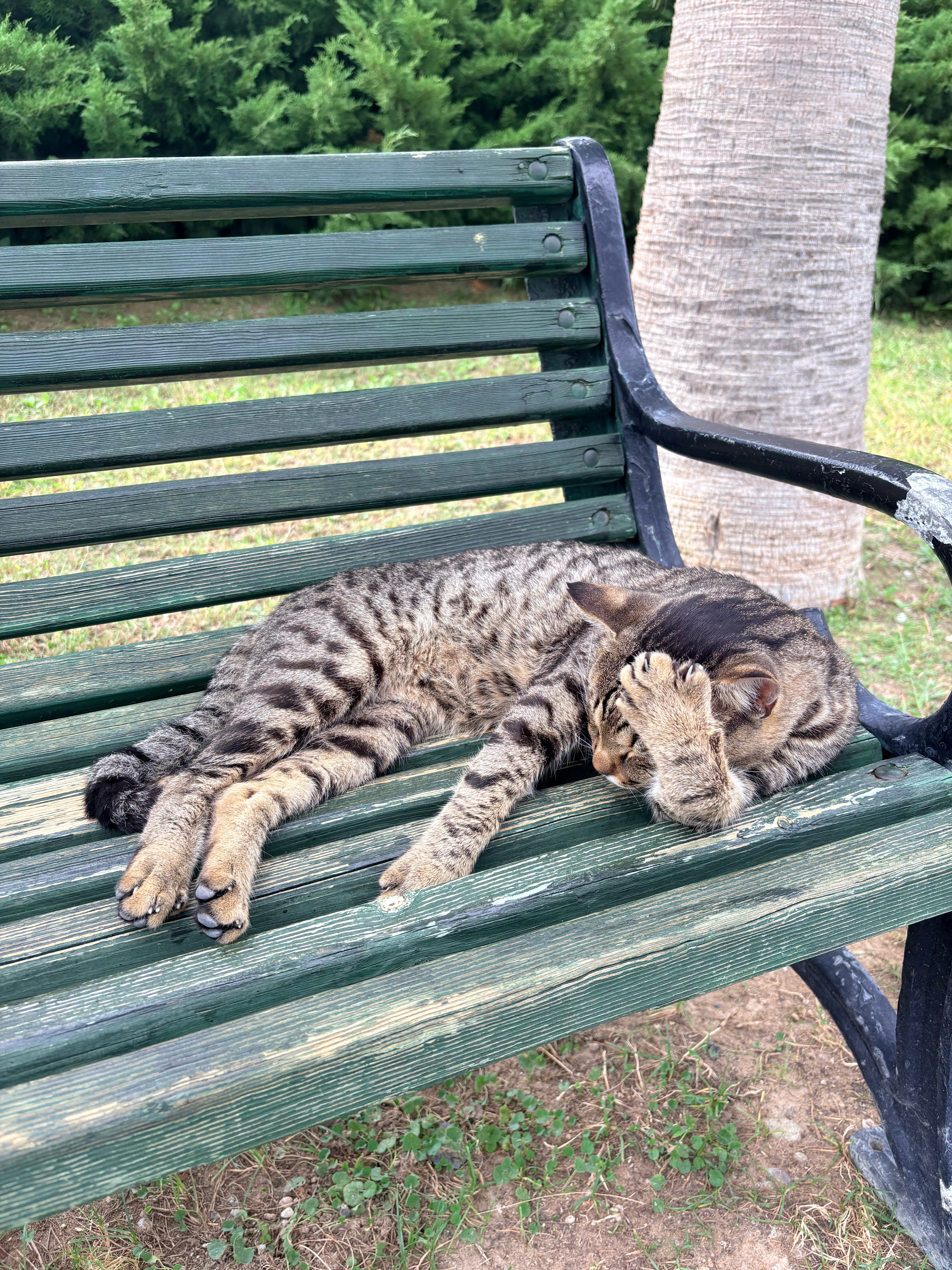 Фото Royal Atlantis SPA & Resort