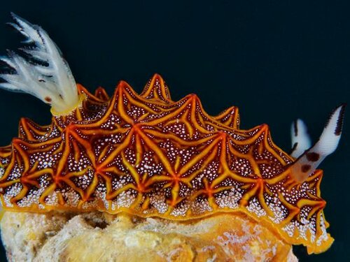 Гостиница The Three P Beach Resort в Провинции Ромблон