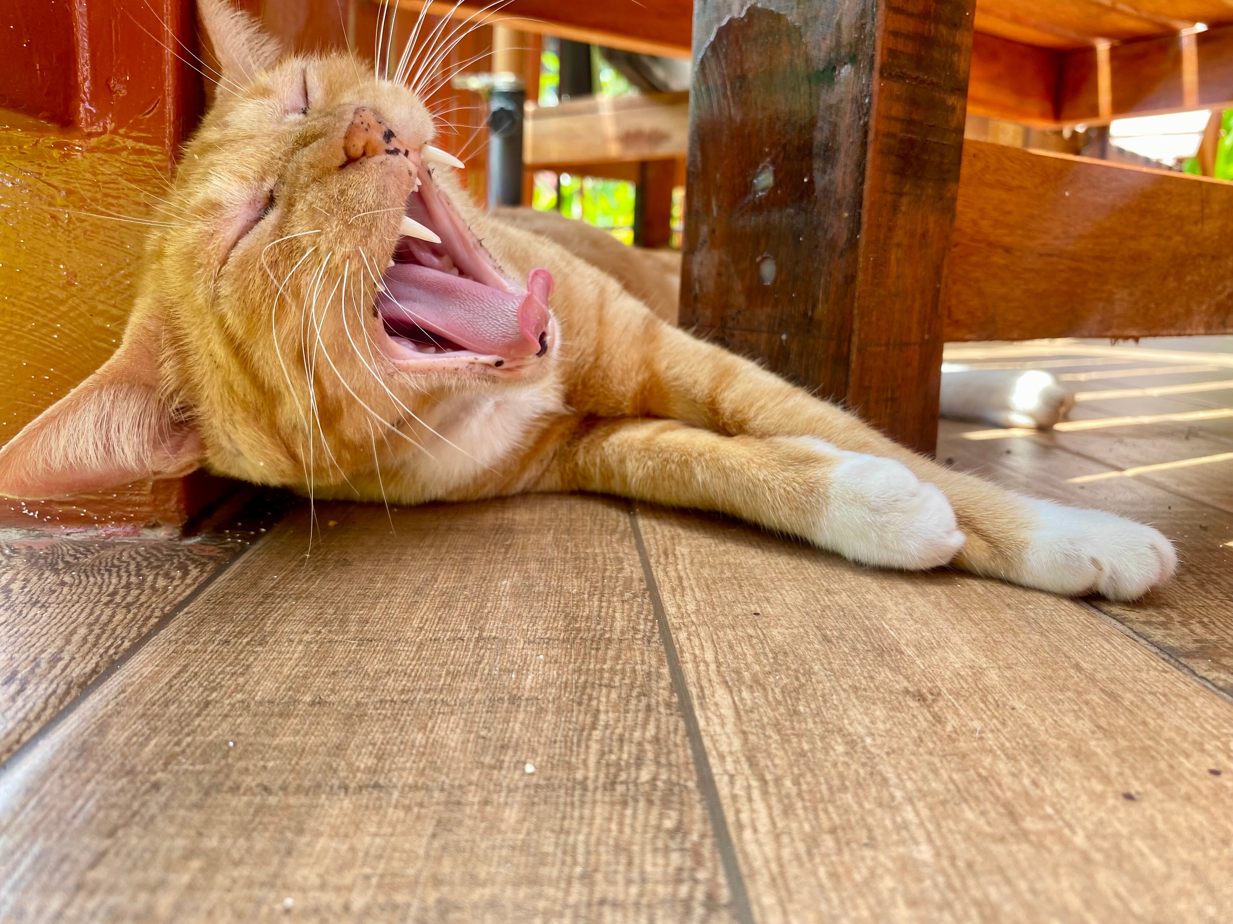 Фото Paradise Pearl Bungalow