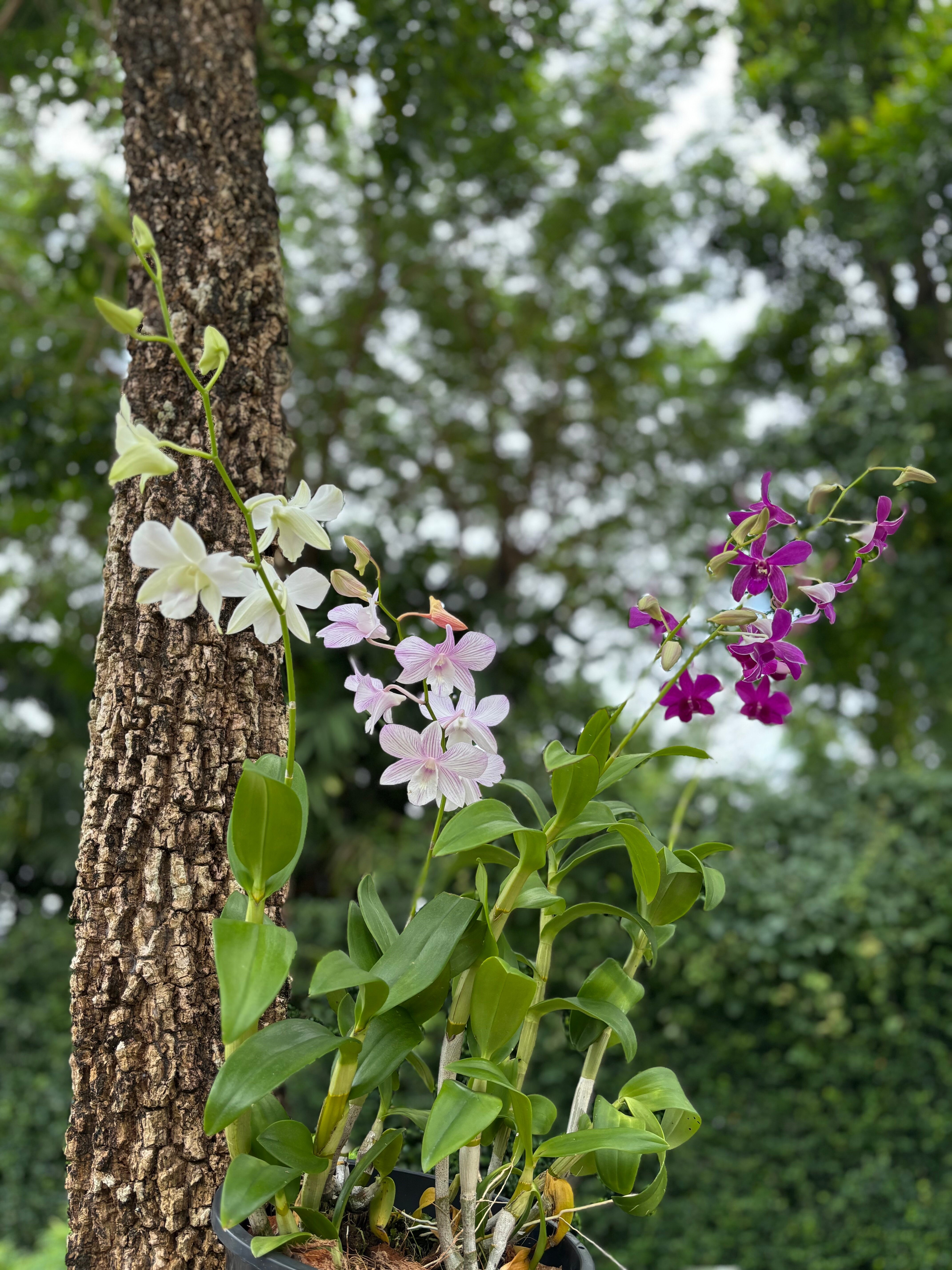 Фото Sunwing Kamala Beach