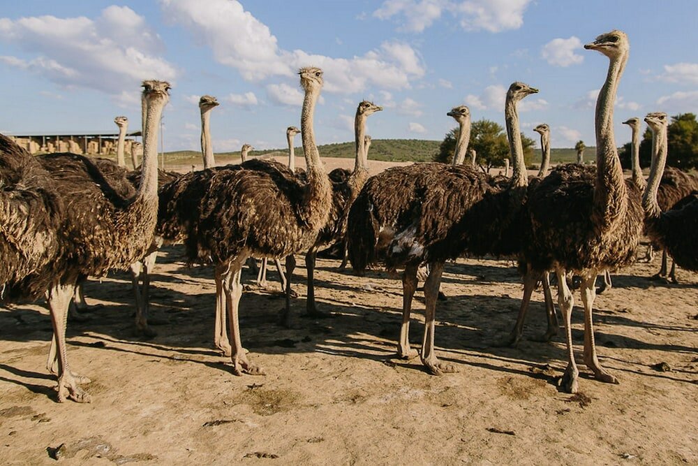 Фото AfriCamps Klein Karoo