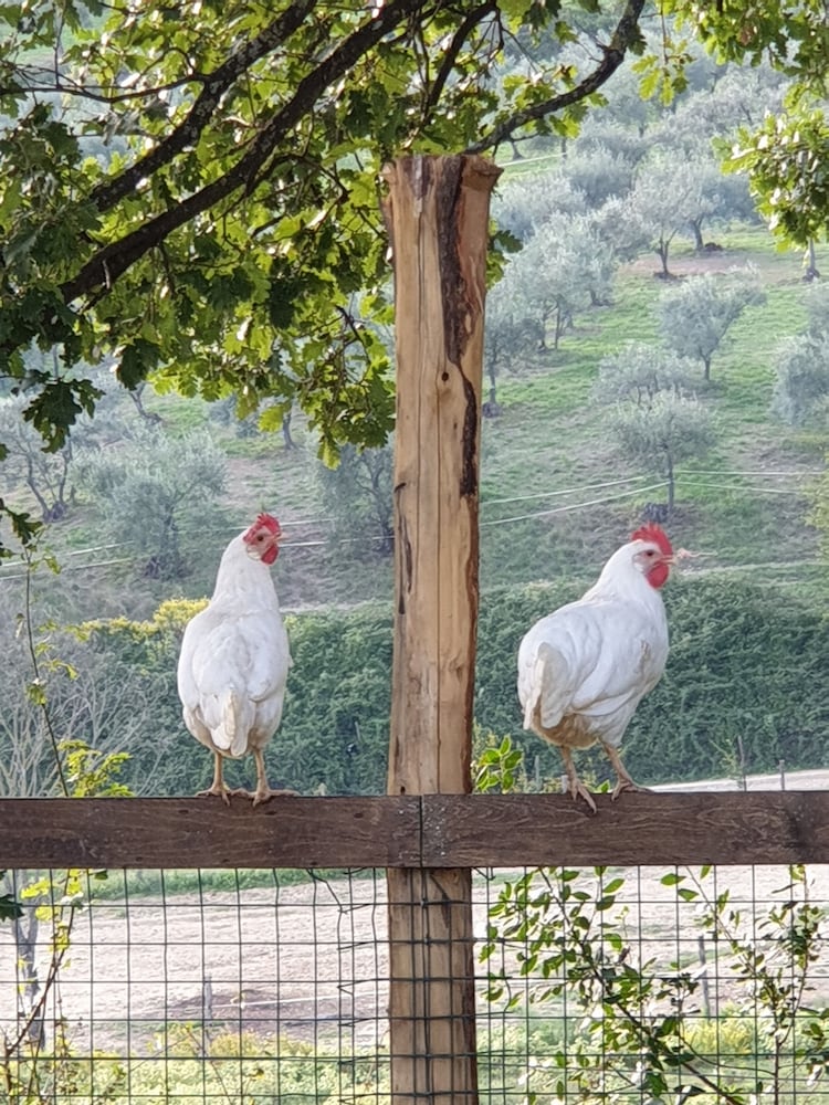 Фото Fattoria di Maiano