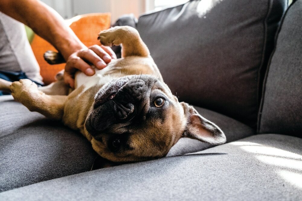 Фото Holiday Inn Calgary-Airport, an Ihg Hotel