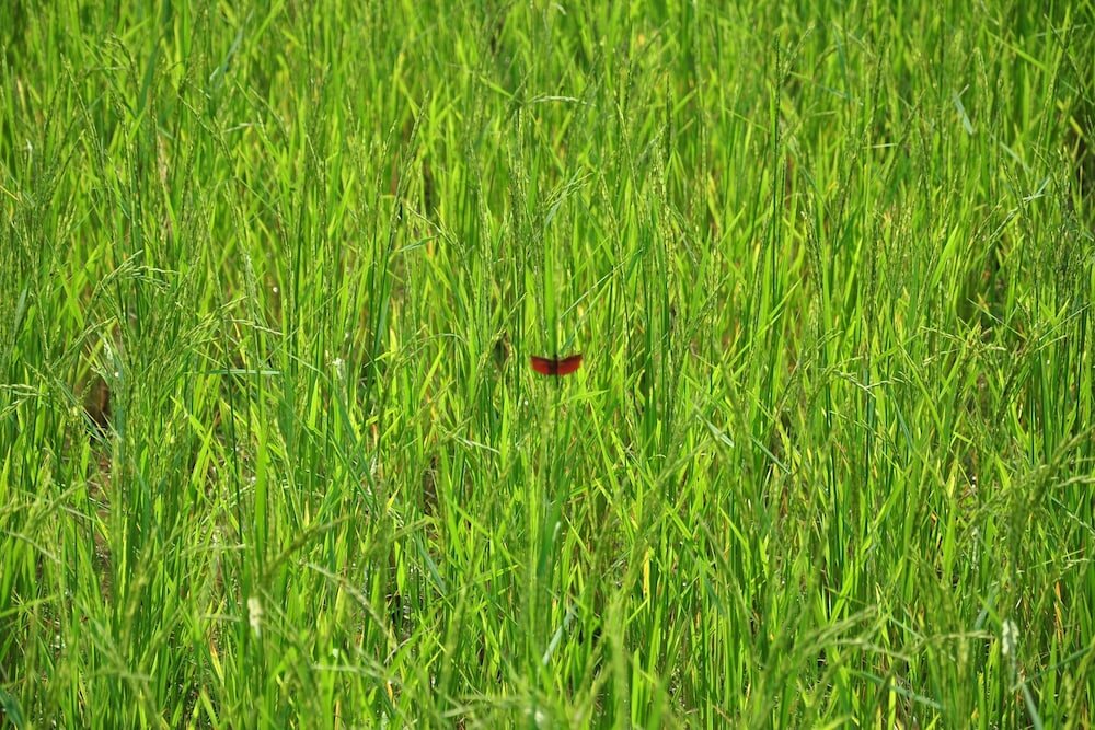 Фото ViengTara VangVieng Resort