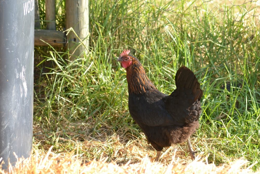 Фото Klein Welmoed Luxury Guest House