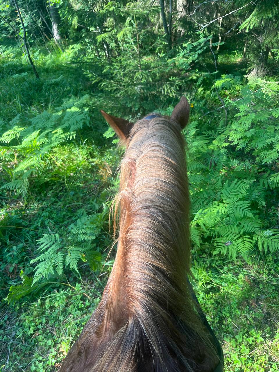 Фото Конюшенный двор