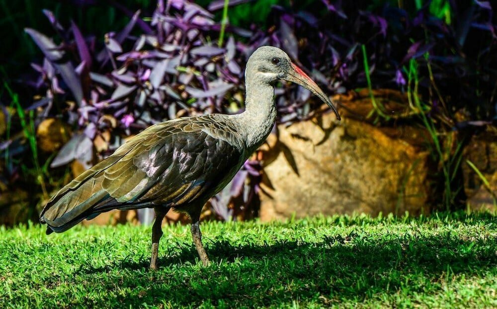 Фото Pierneef's Kraal