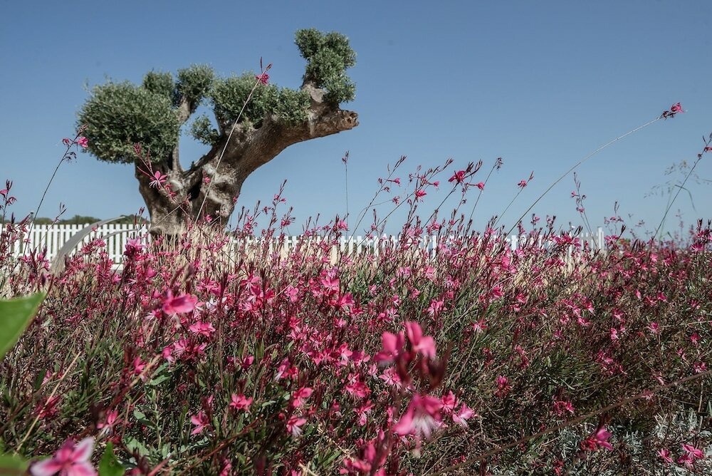 Фото Aliv Stone Suites & SPA