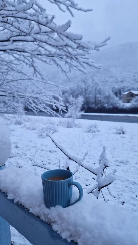 Фото Кактус Арт