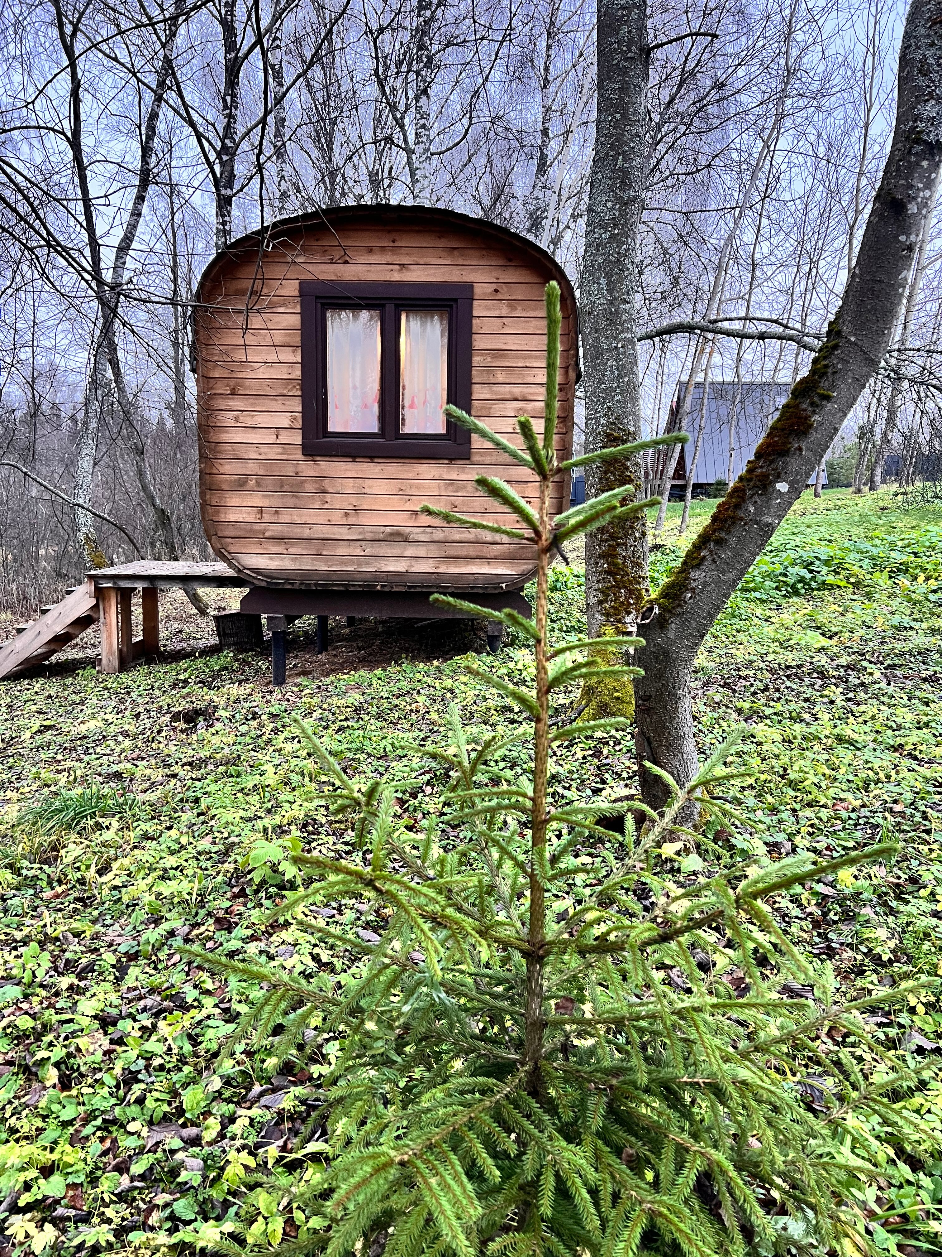 Фото Ильинка лес