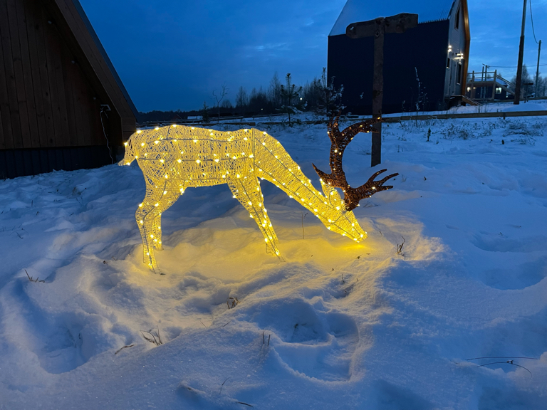 Фото Лаванда