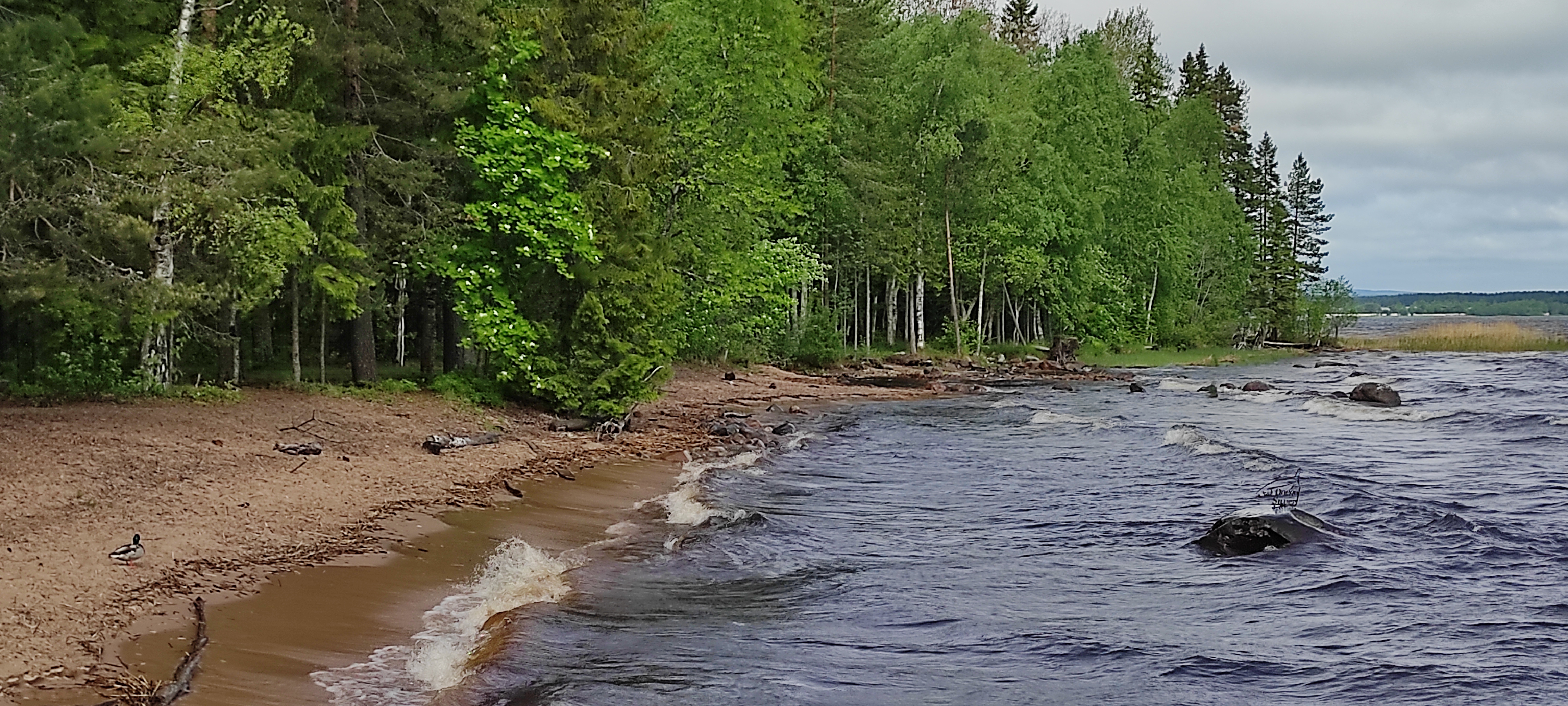 Фото Серебро Онеги