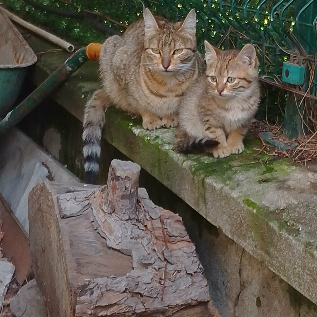 Mosque Atac Mosque, Samsun, photo