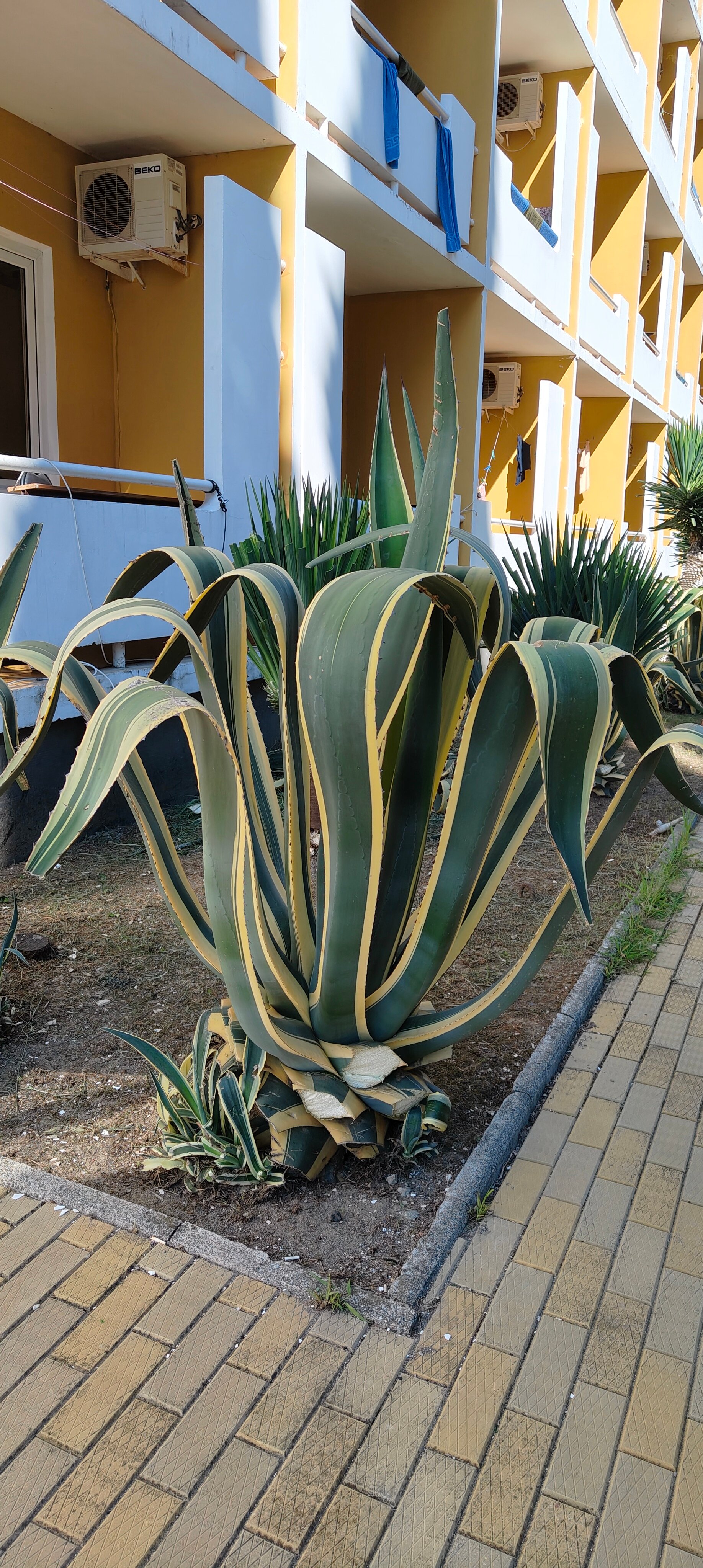 Фото Пансионат Багрипш