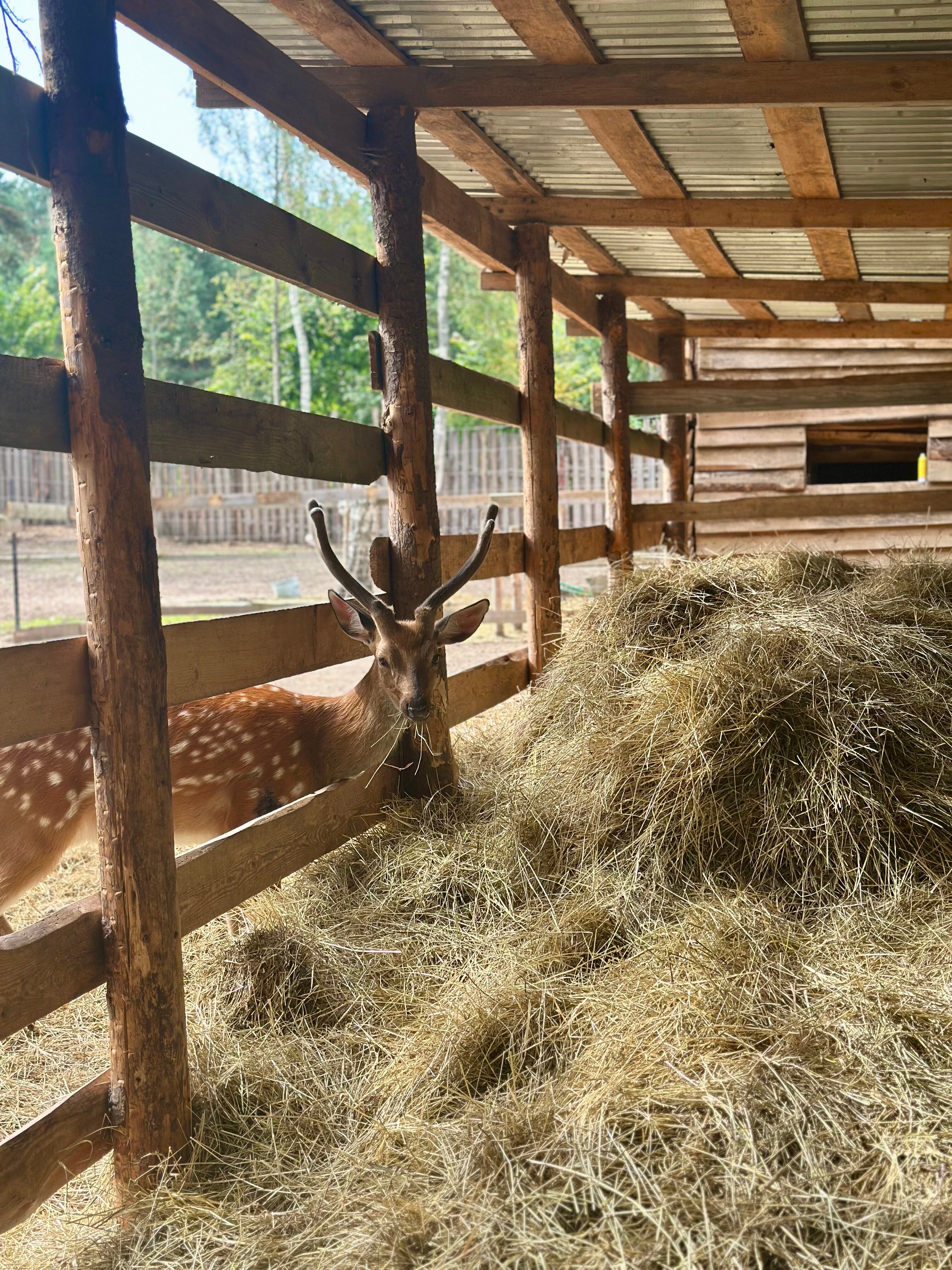 Фото Дикое подворье