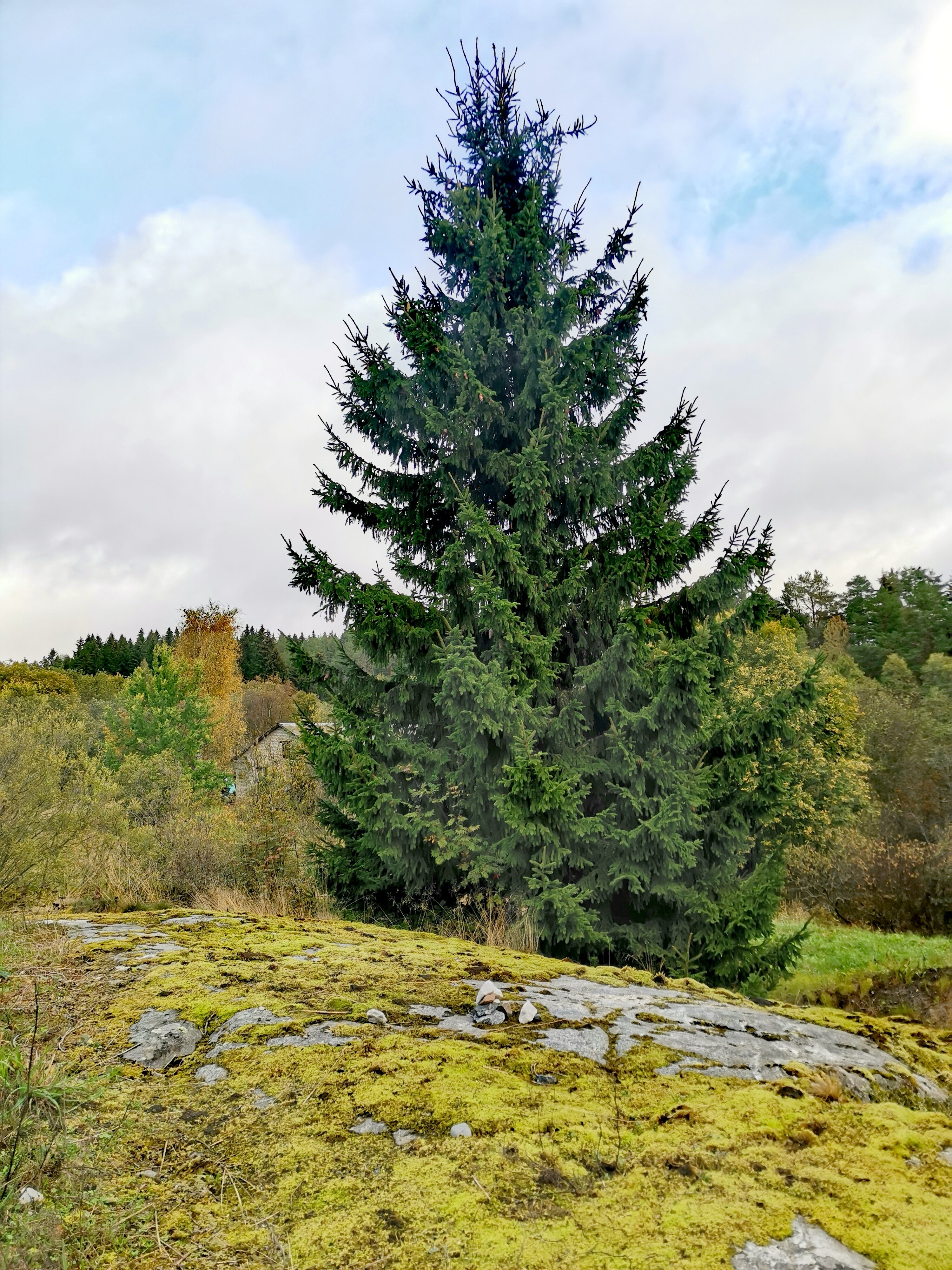 Фото Черная жемчужина