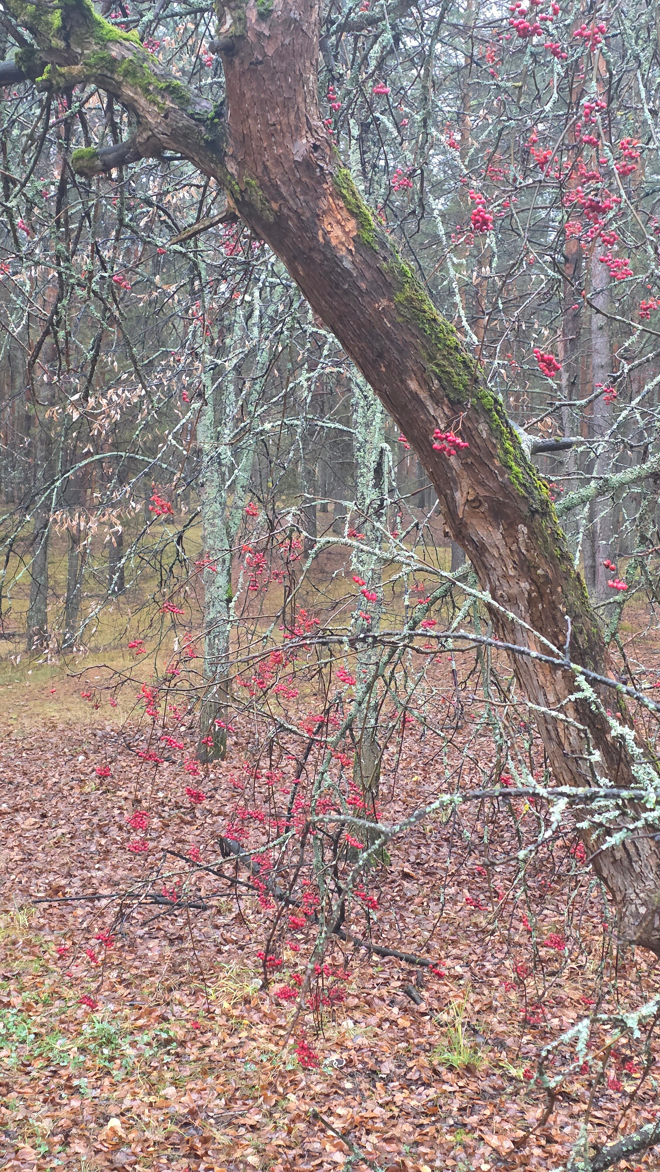 Фото Большая медведица
