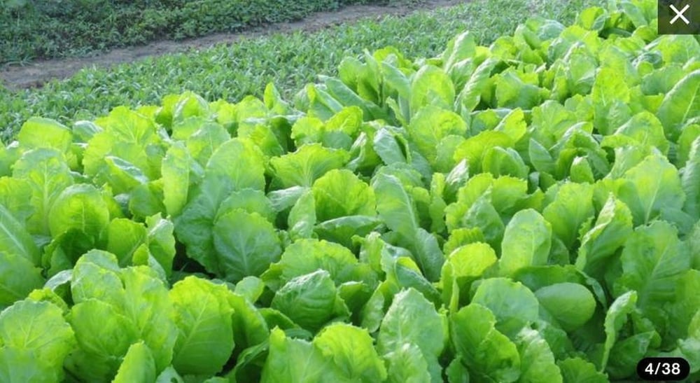 Фото Heritage Homestay