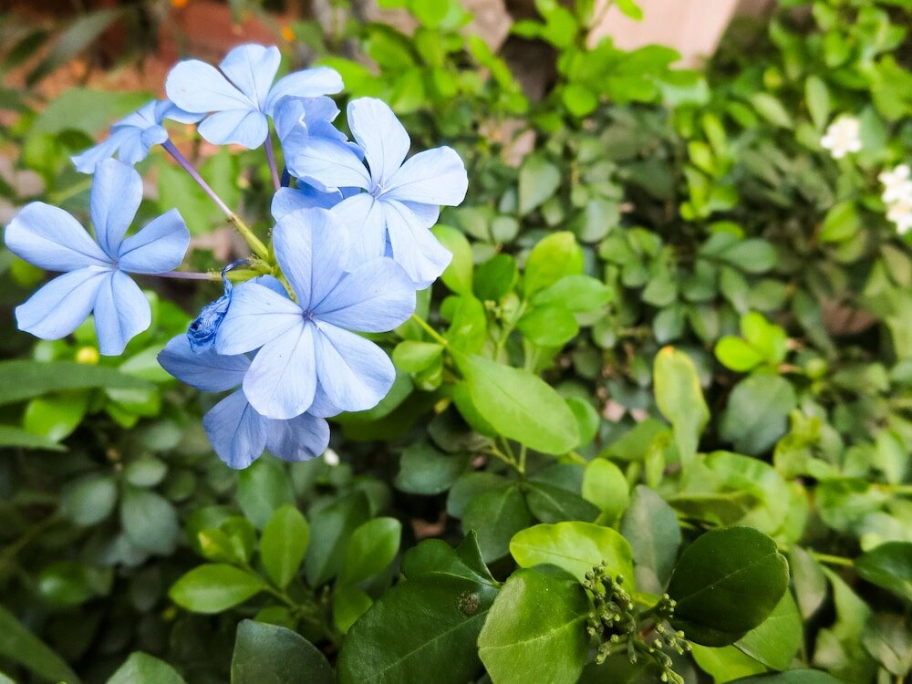 Фото Baansilom Soi 3