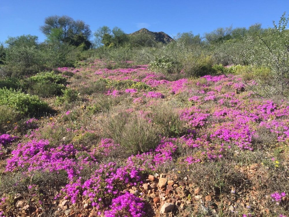 Фото Calitzdorp Country House