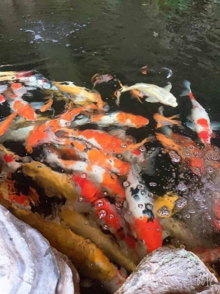 Фото Khamy Riverside Resort