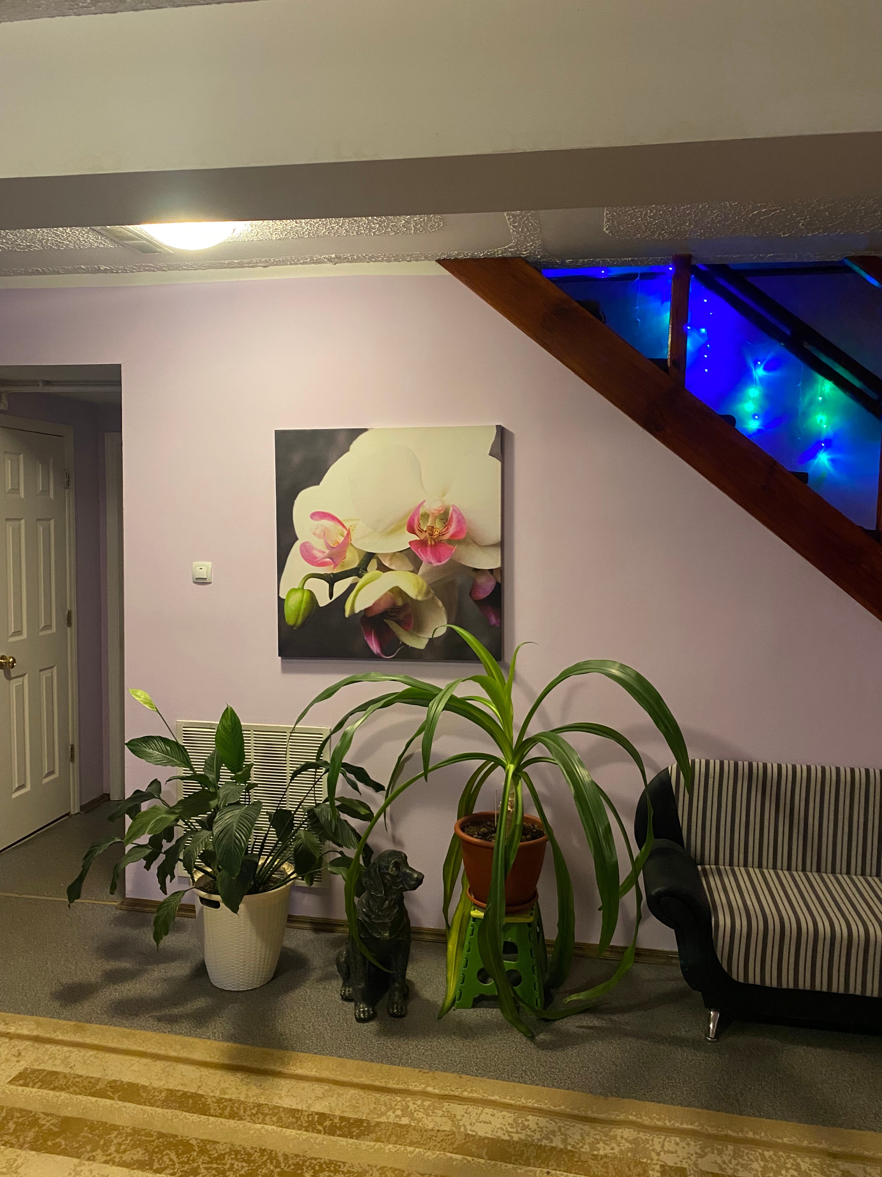 Фото Орхидея