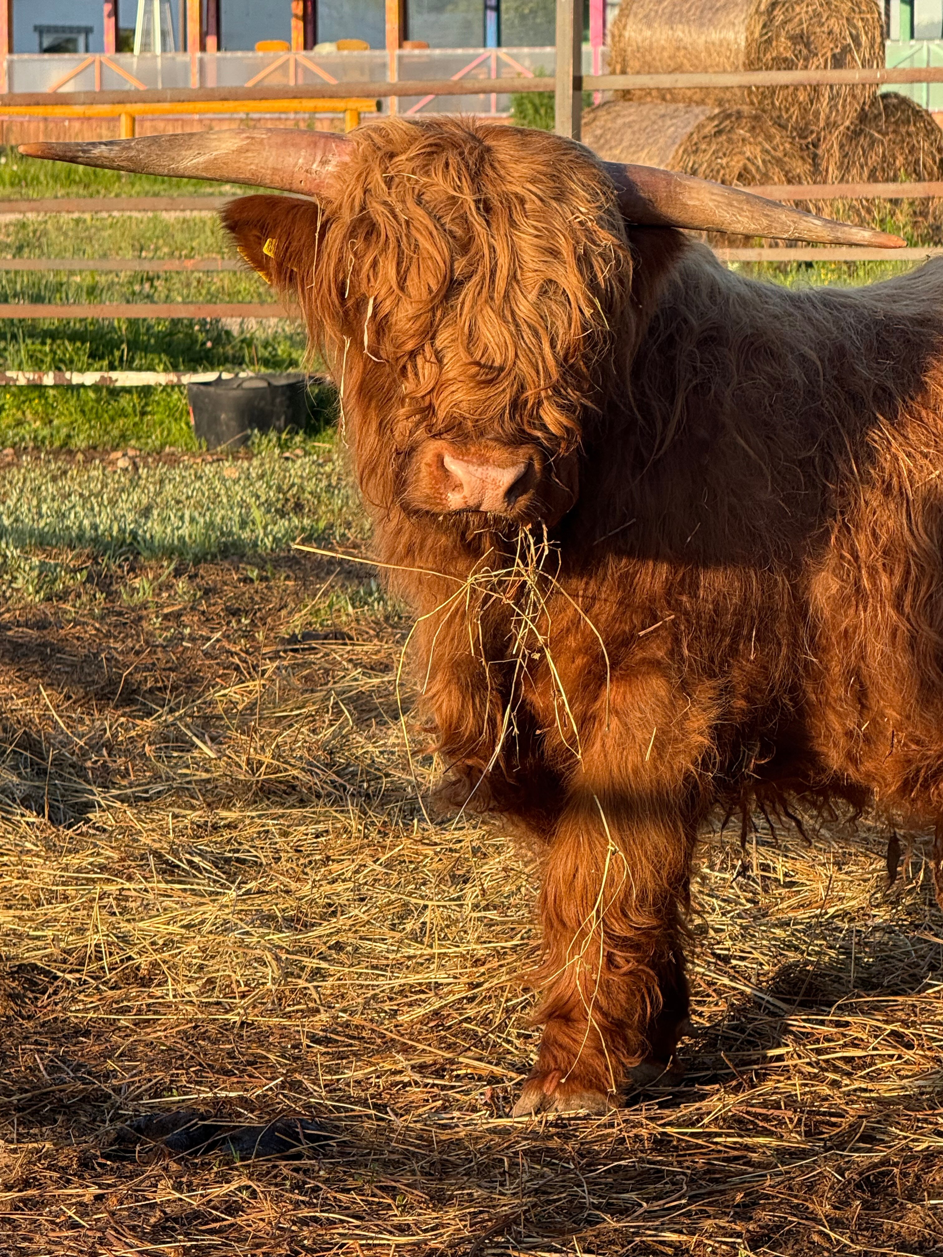 Фото Гастроранчо Хэппи Фарм
