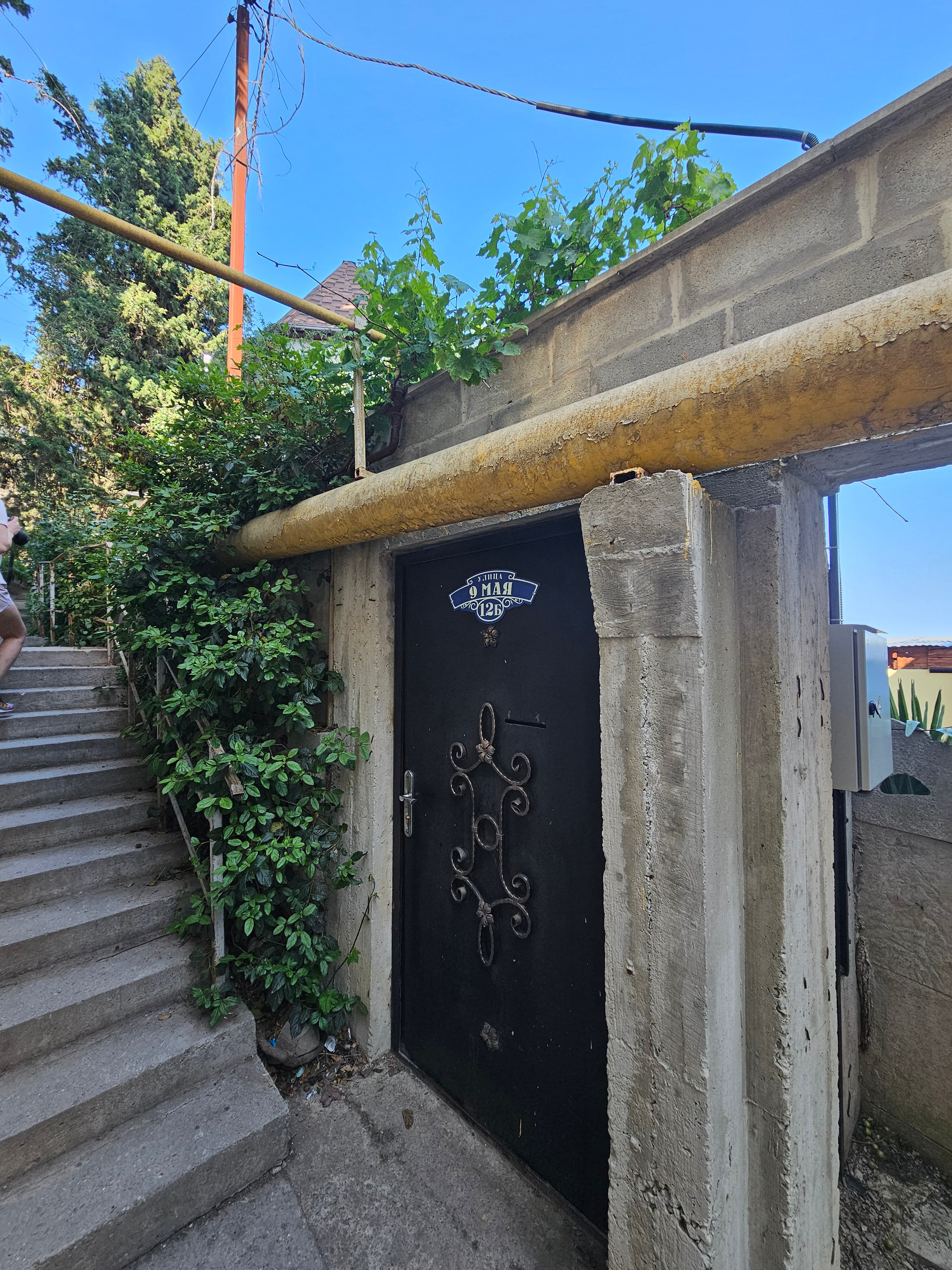 Фото Кипарис