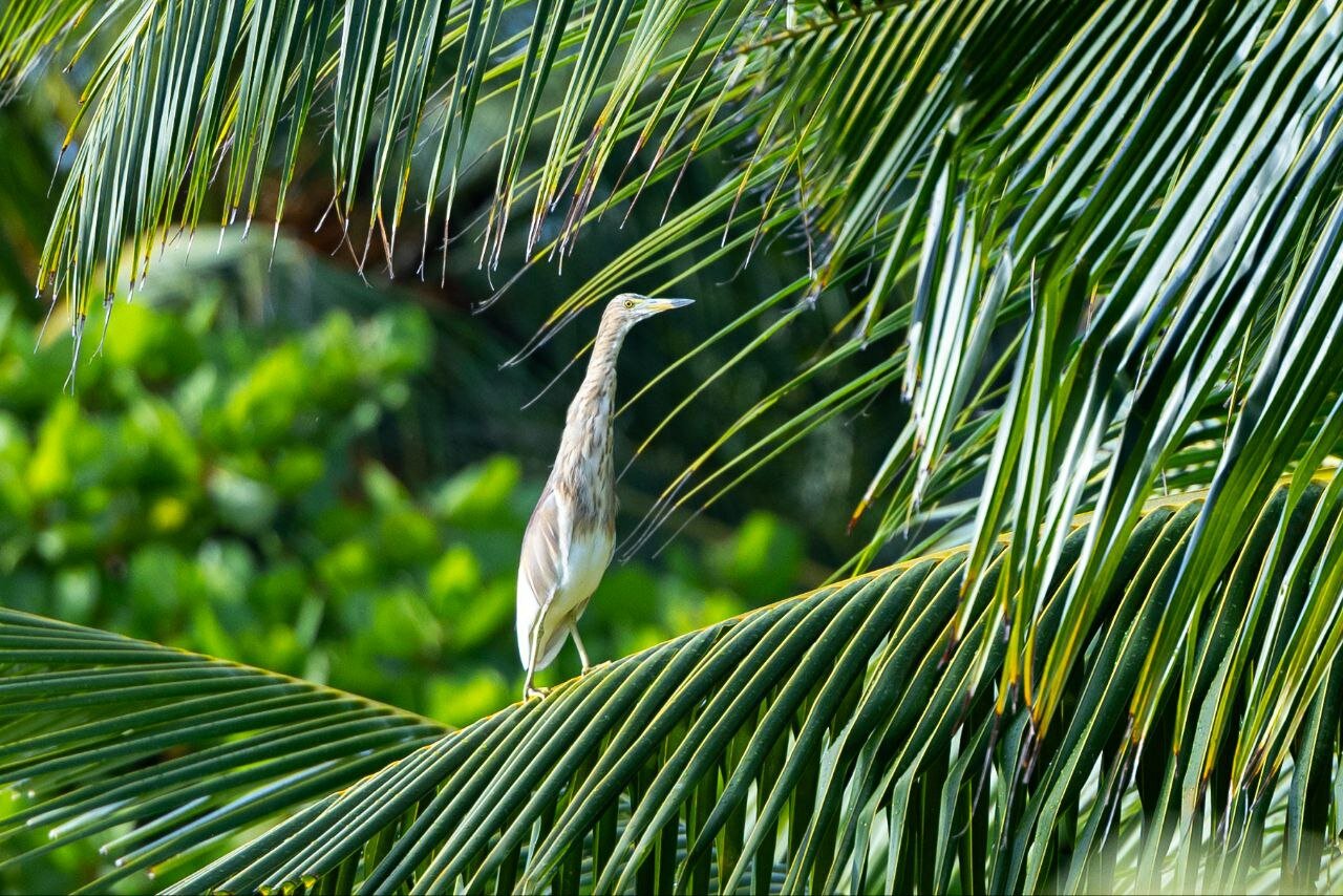 Фото Canareef Resort Maldives