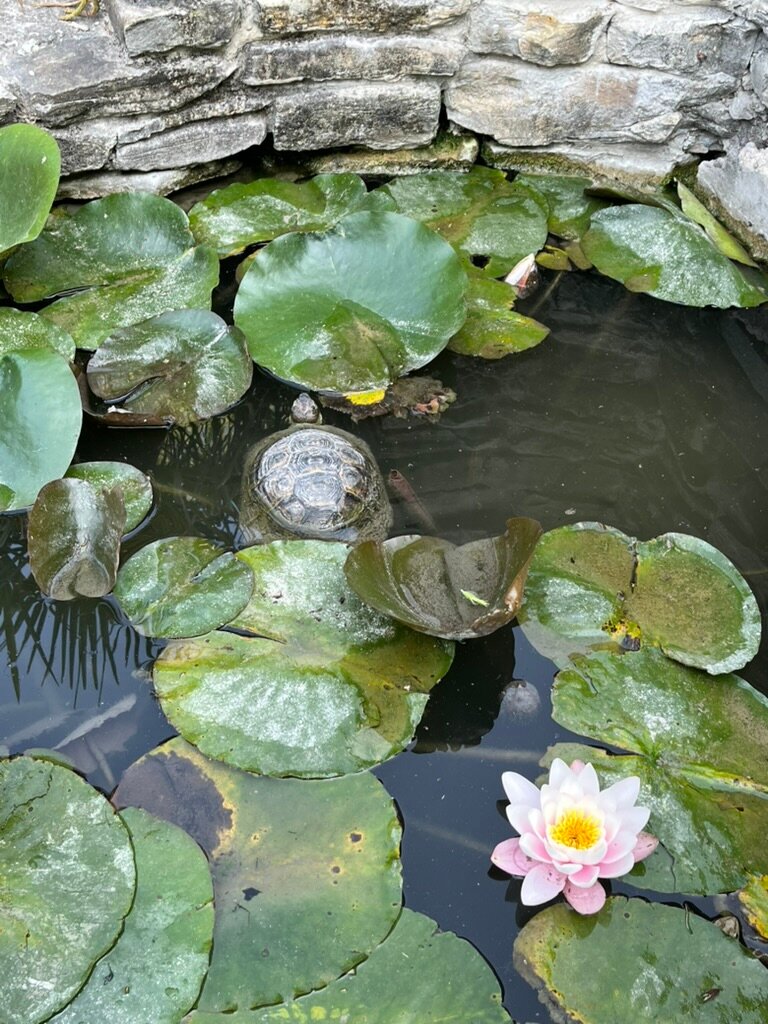 Фото Персиковый замок