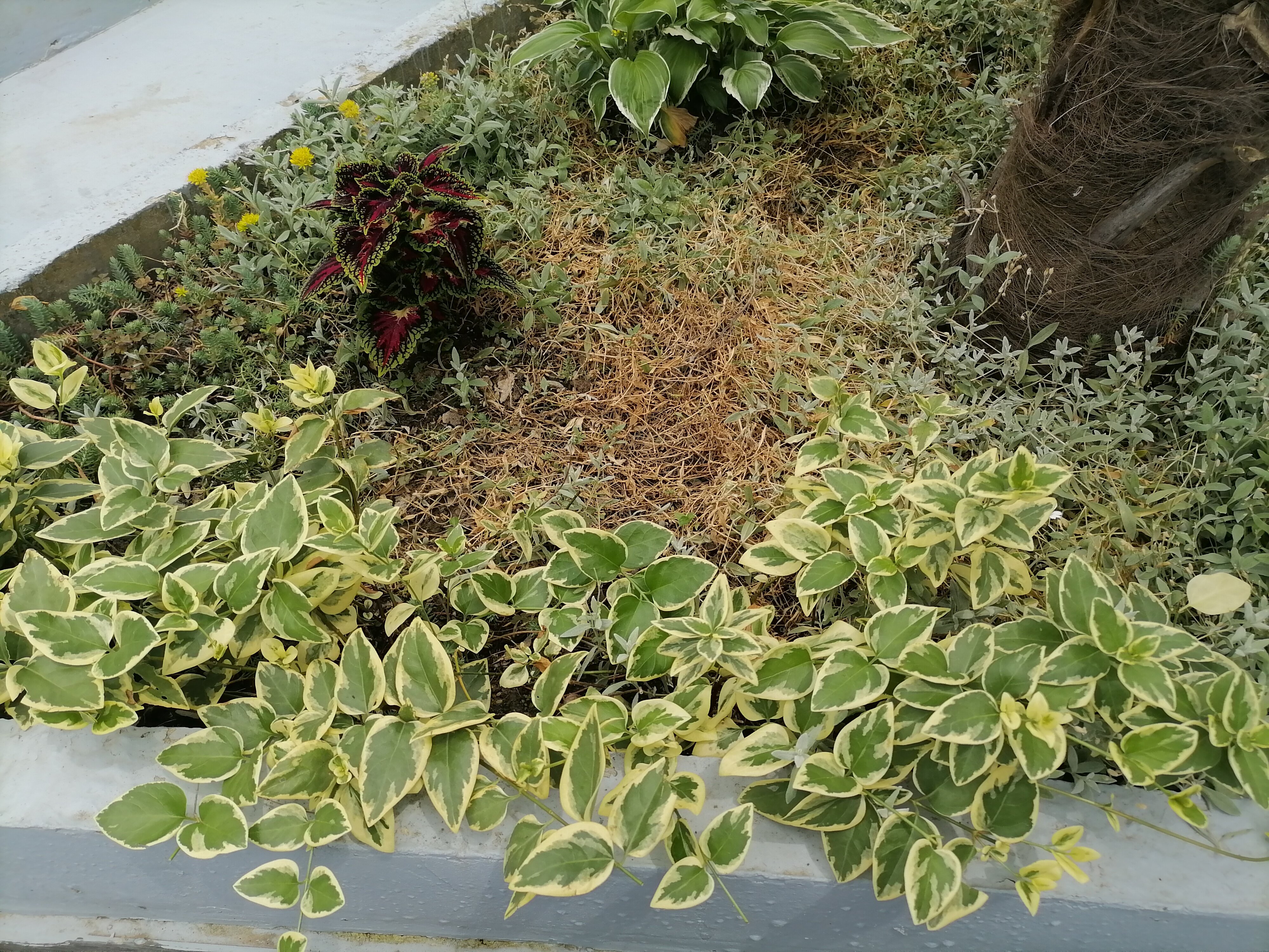 Фото Волгарь