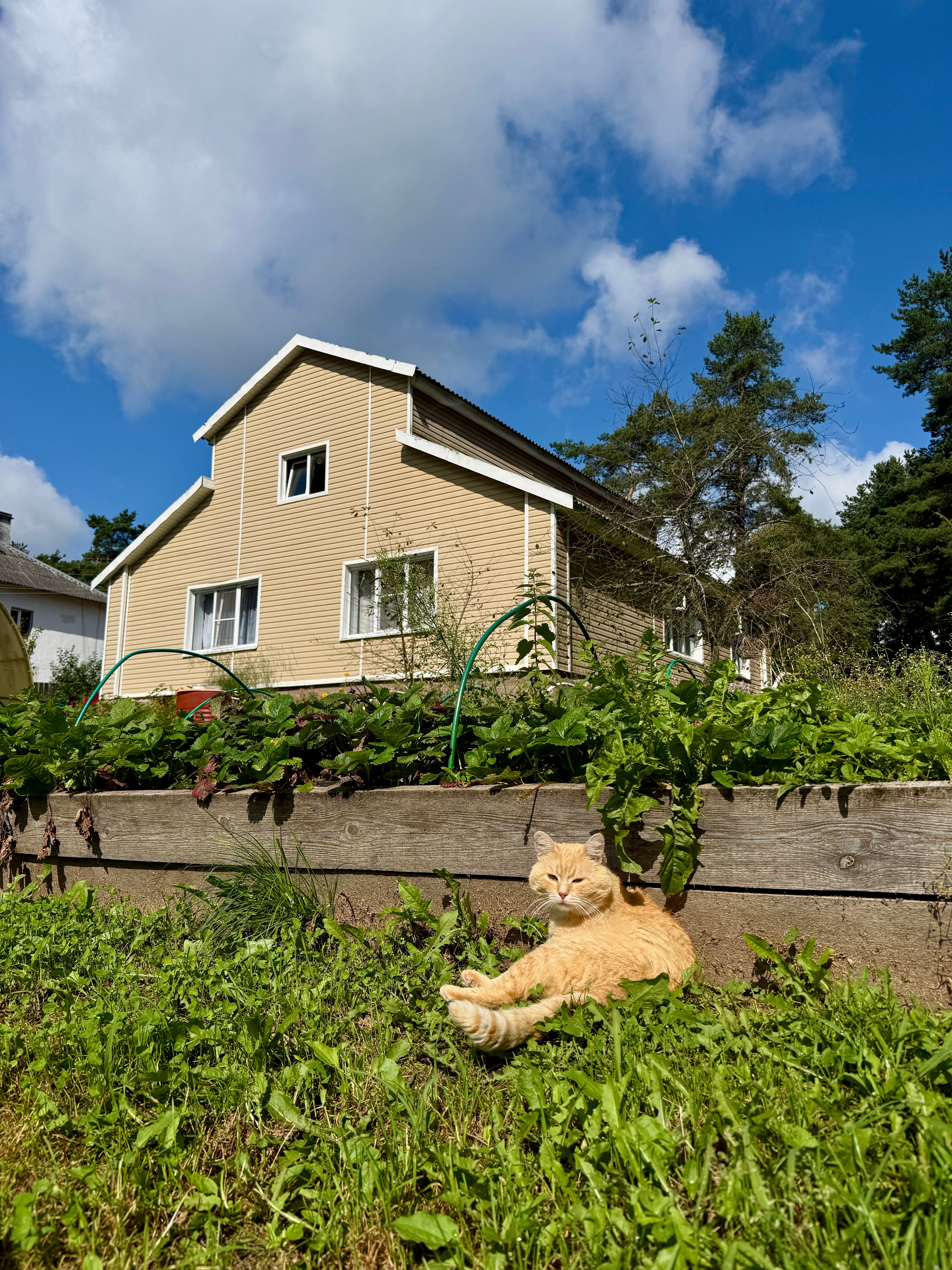 Фото Дом у сосен