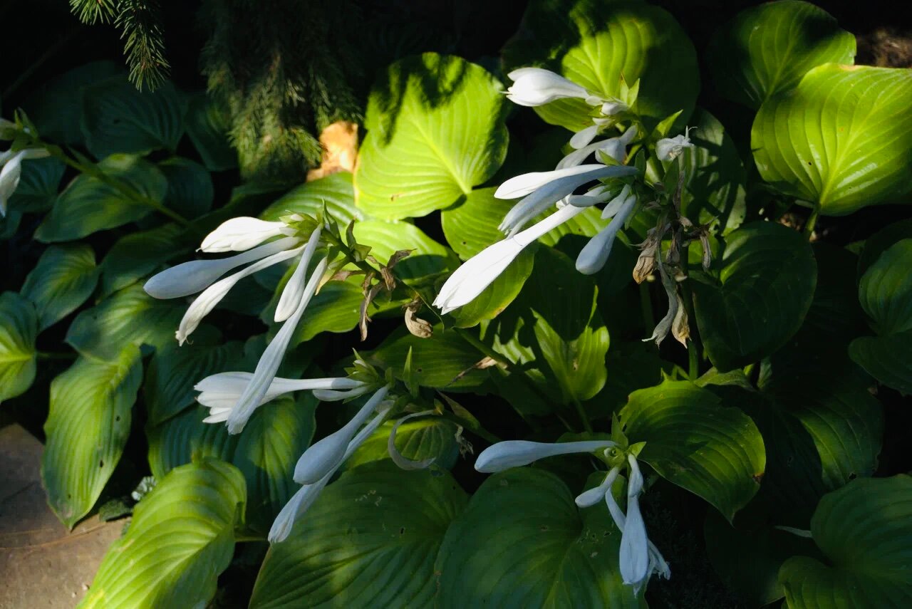 Фото Вилла Маленький Бали