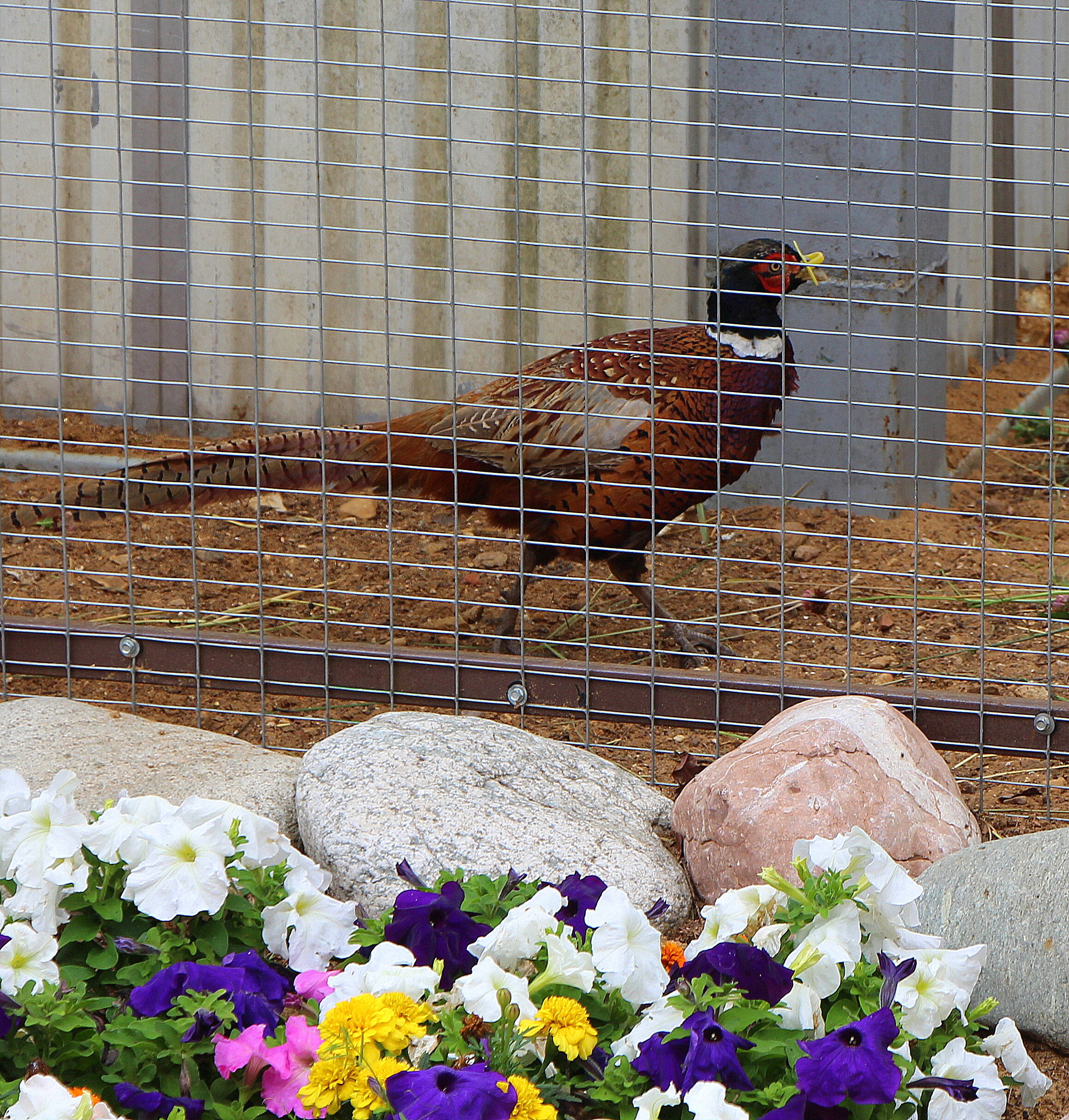 Фото Диадема Шереметьево