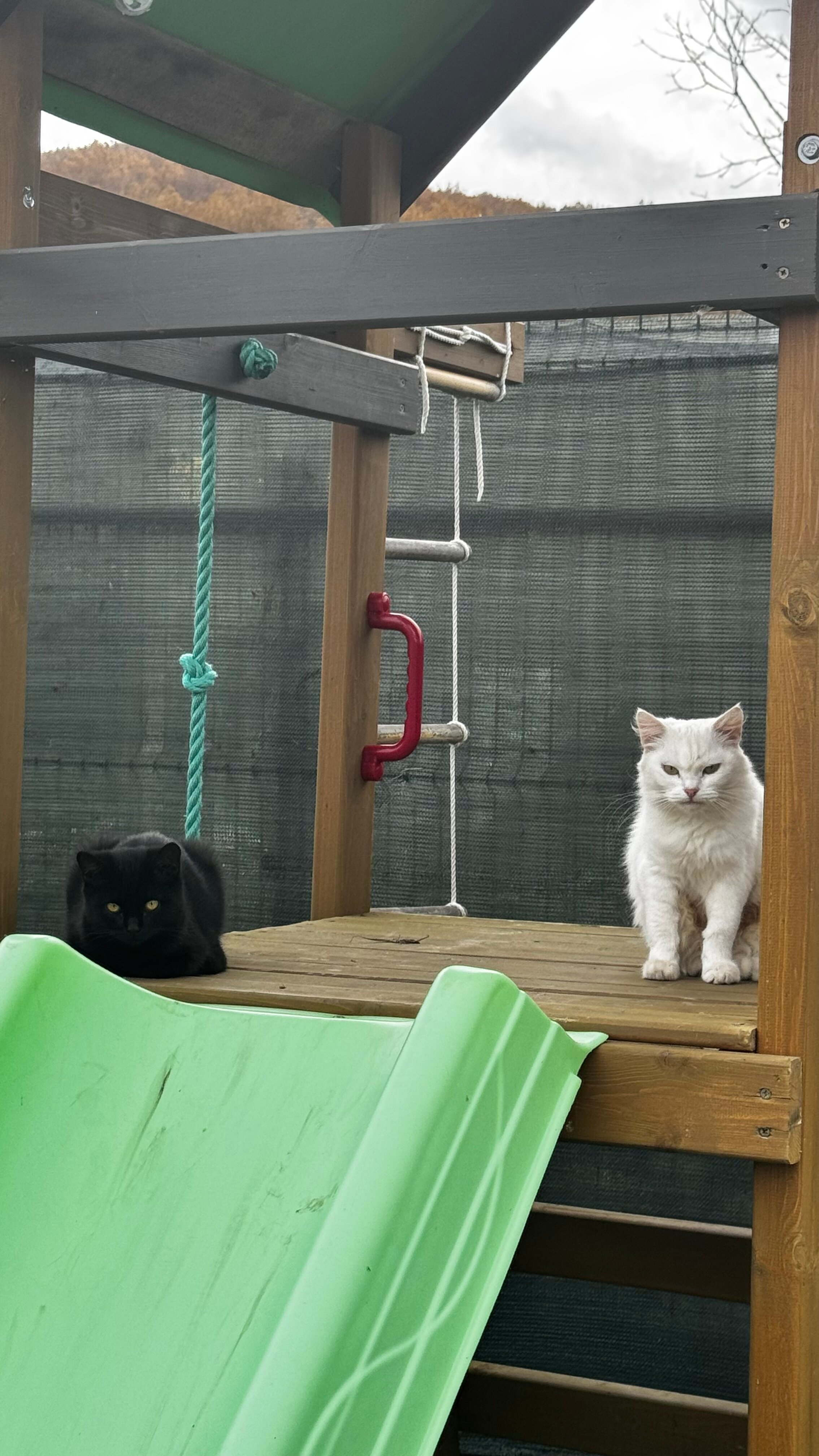 Фото Ален Хаус