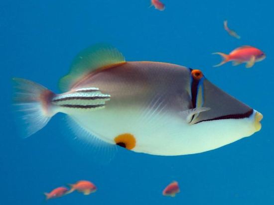 Фото Бедуин мун отель Дахаб