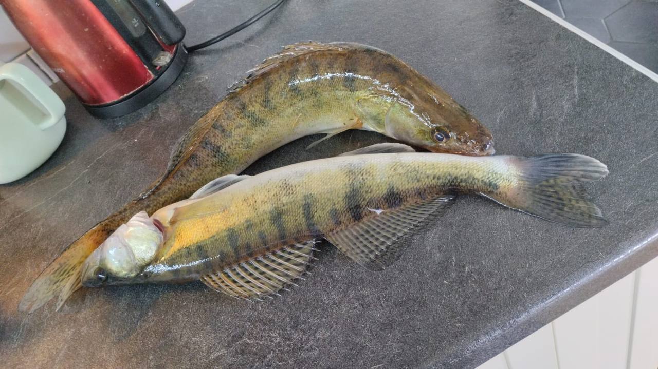 Фото Лисополоса