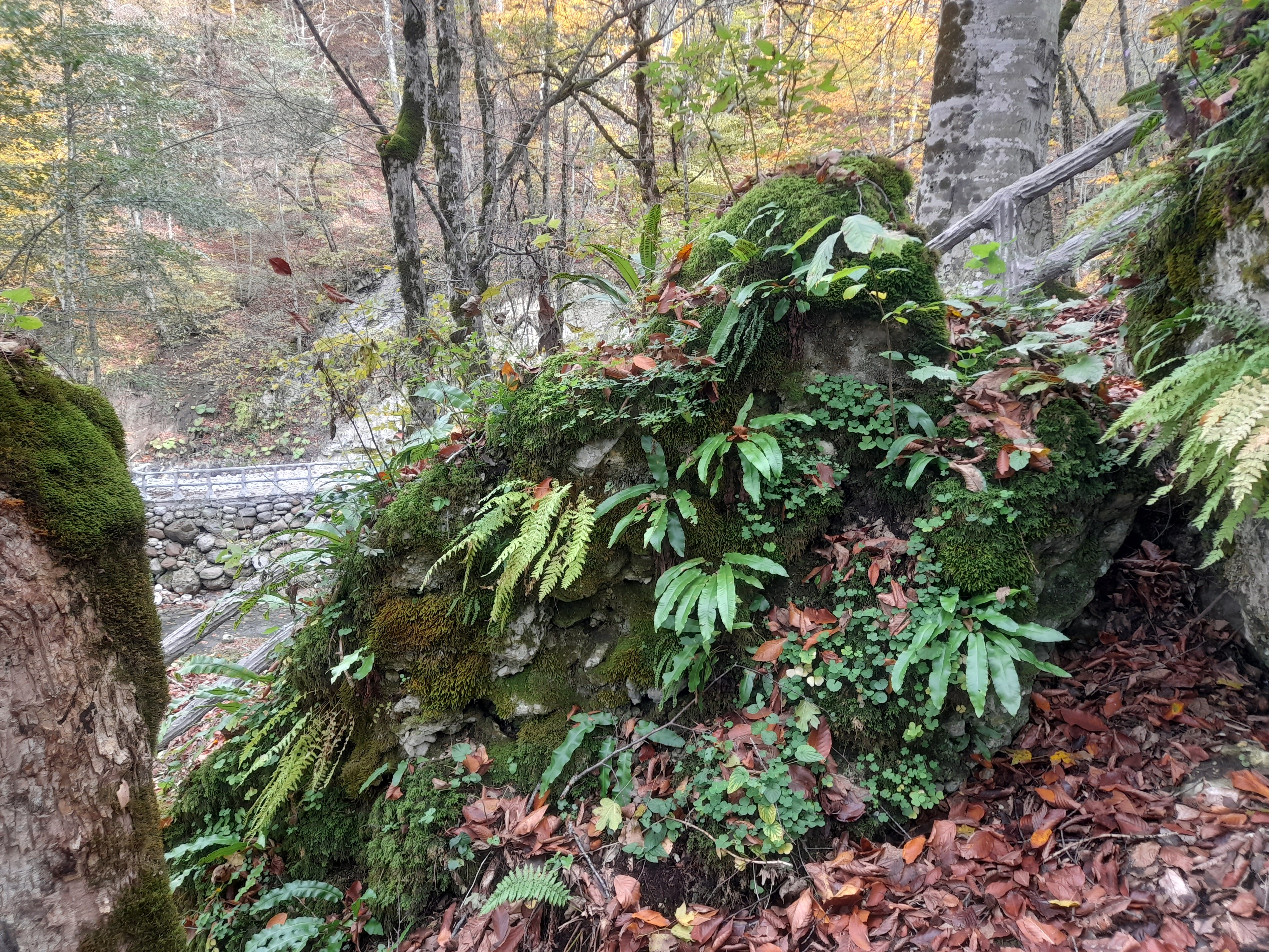 Фото Всесезонный курорт Беной