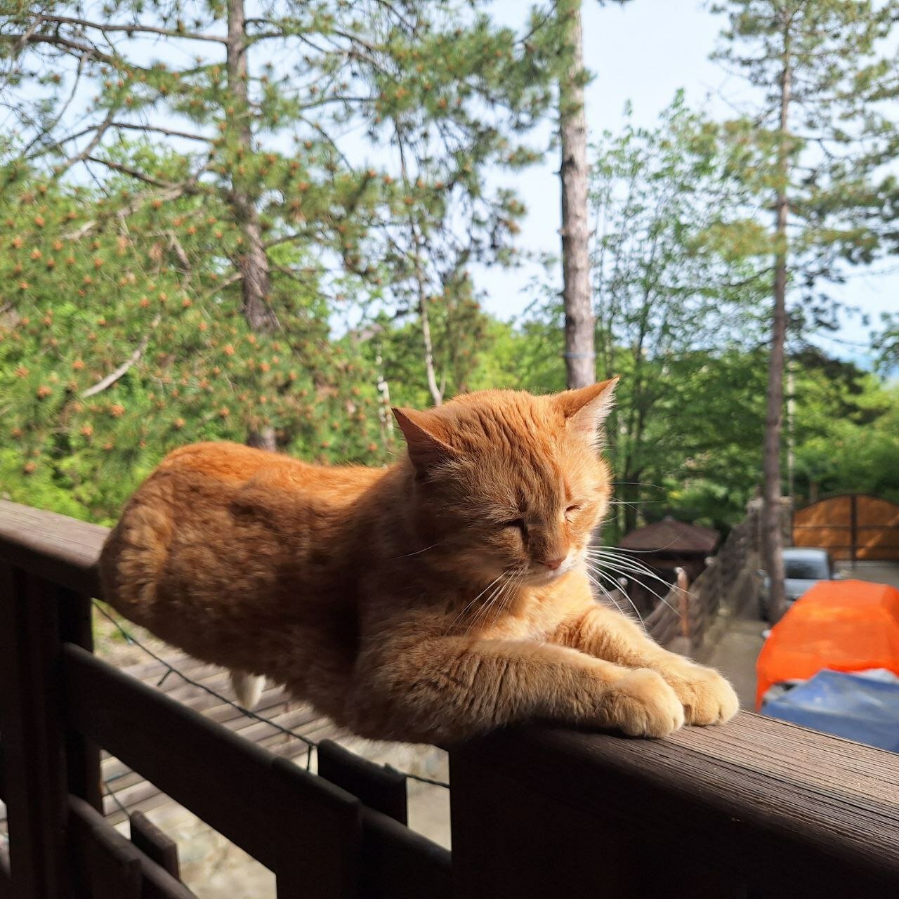 Фото Лесная Сказка