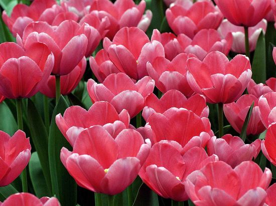 Фото Hotel ibis Schiphol Amsterdam Airport