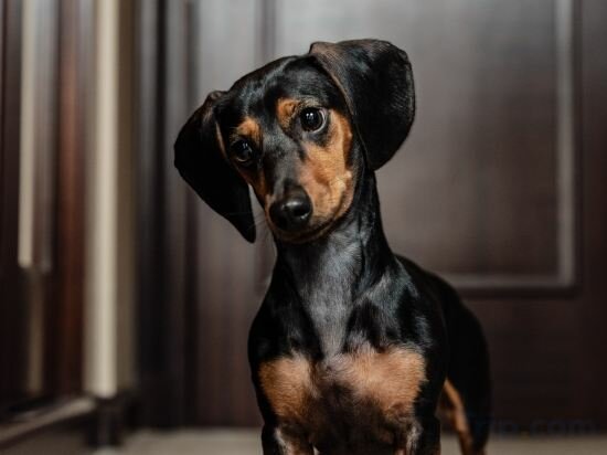Фото Corinthia Hotel Budapest