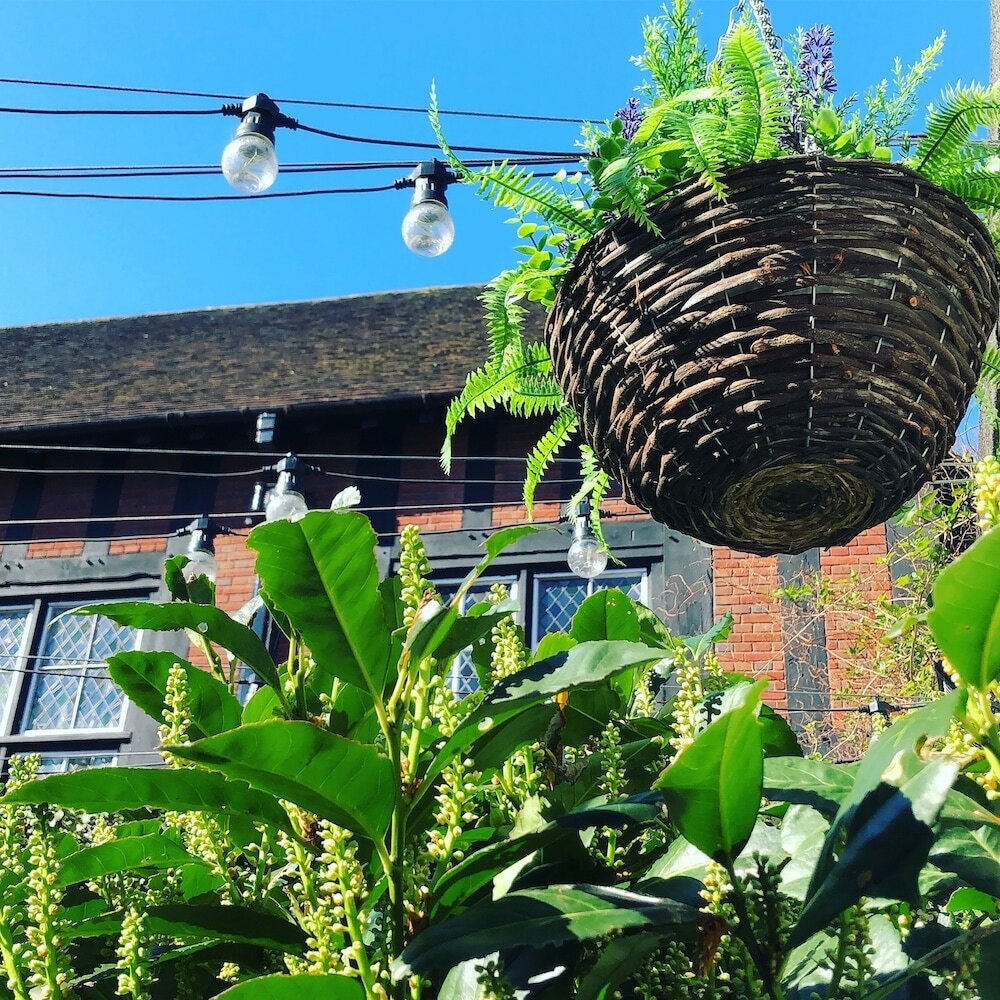 Фото The Loopy Shrew