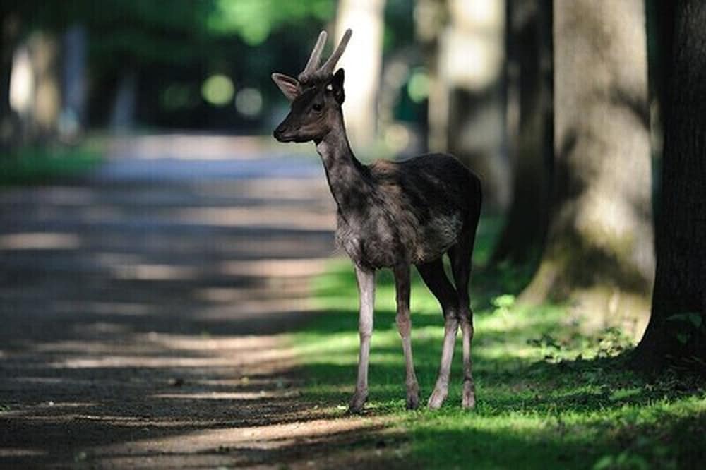 Фото Vila Vita Burghotel Dinklage