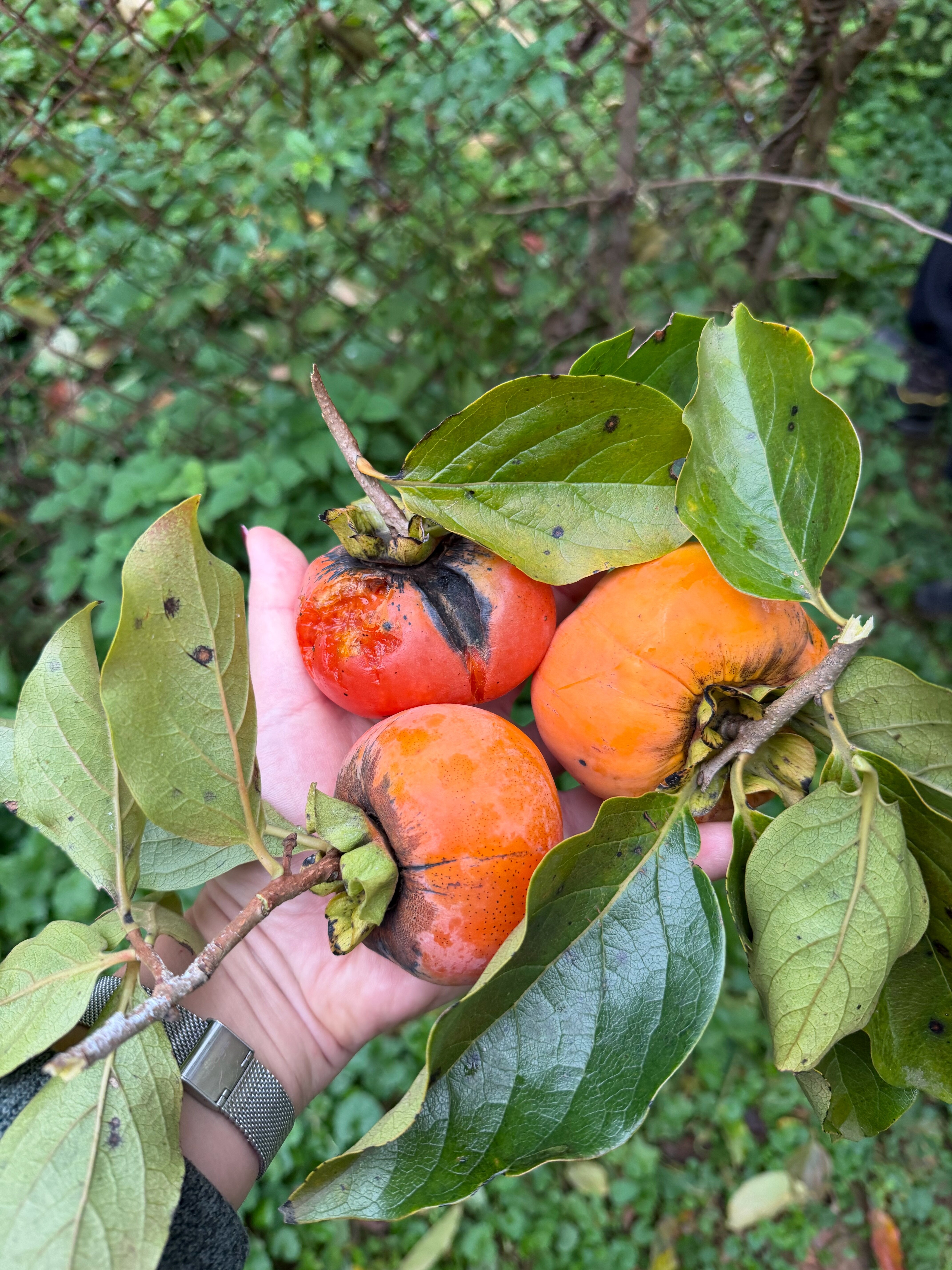 Фото Домик в деревне