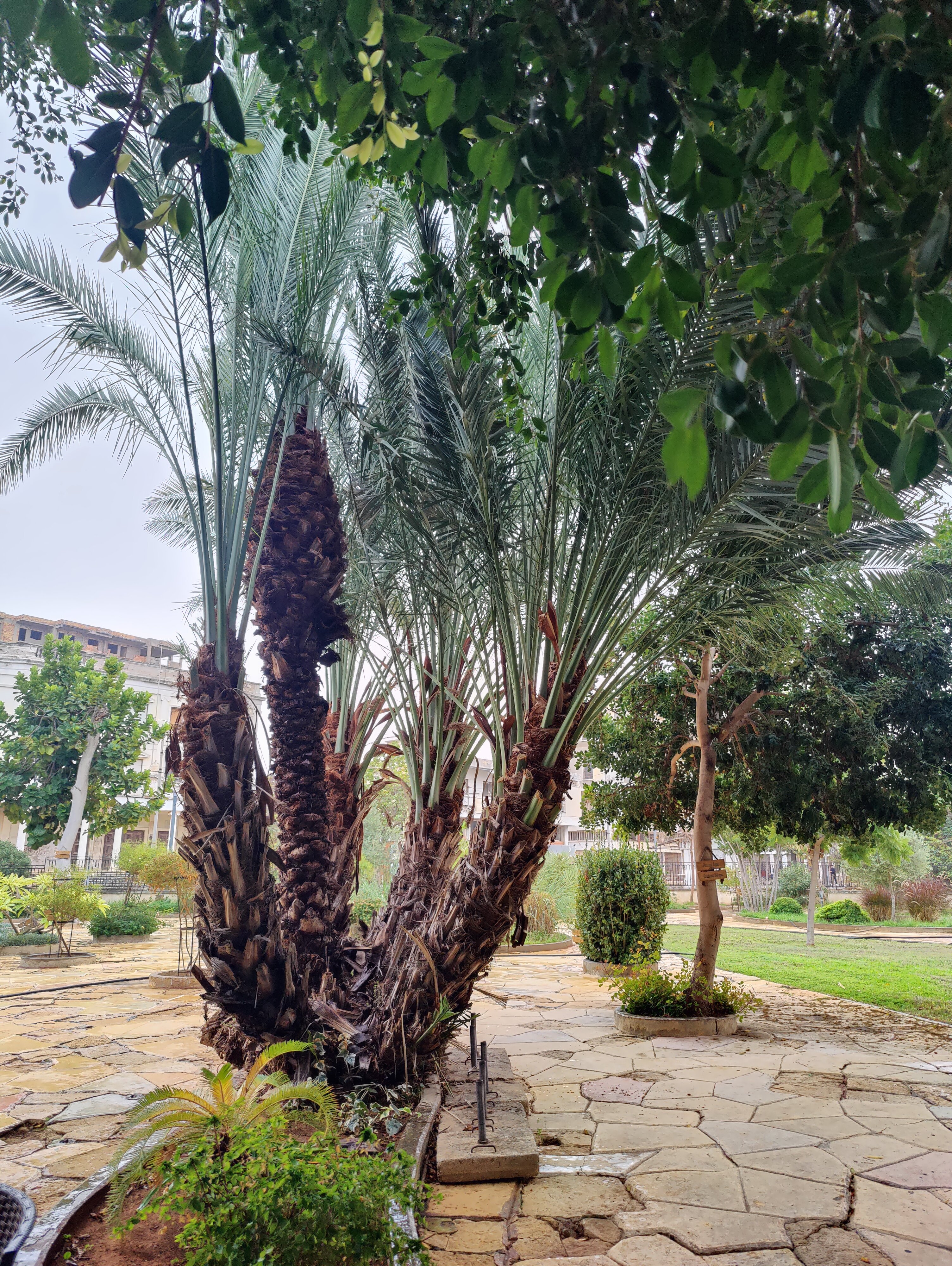 Фото Uptown Buyuk Anadolu Girne Hotel