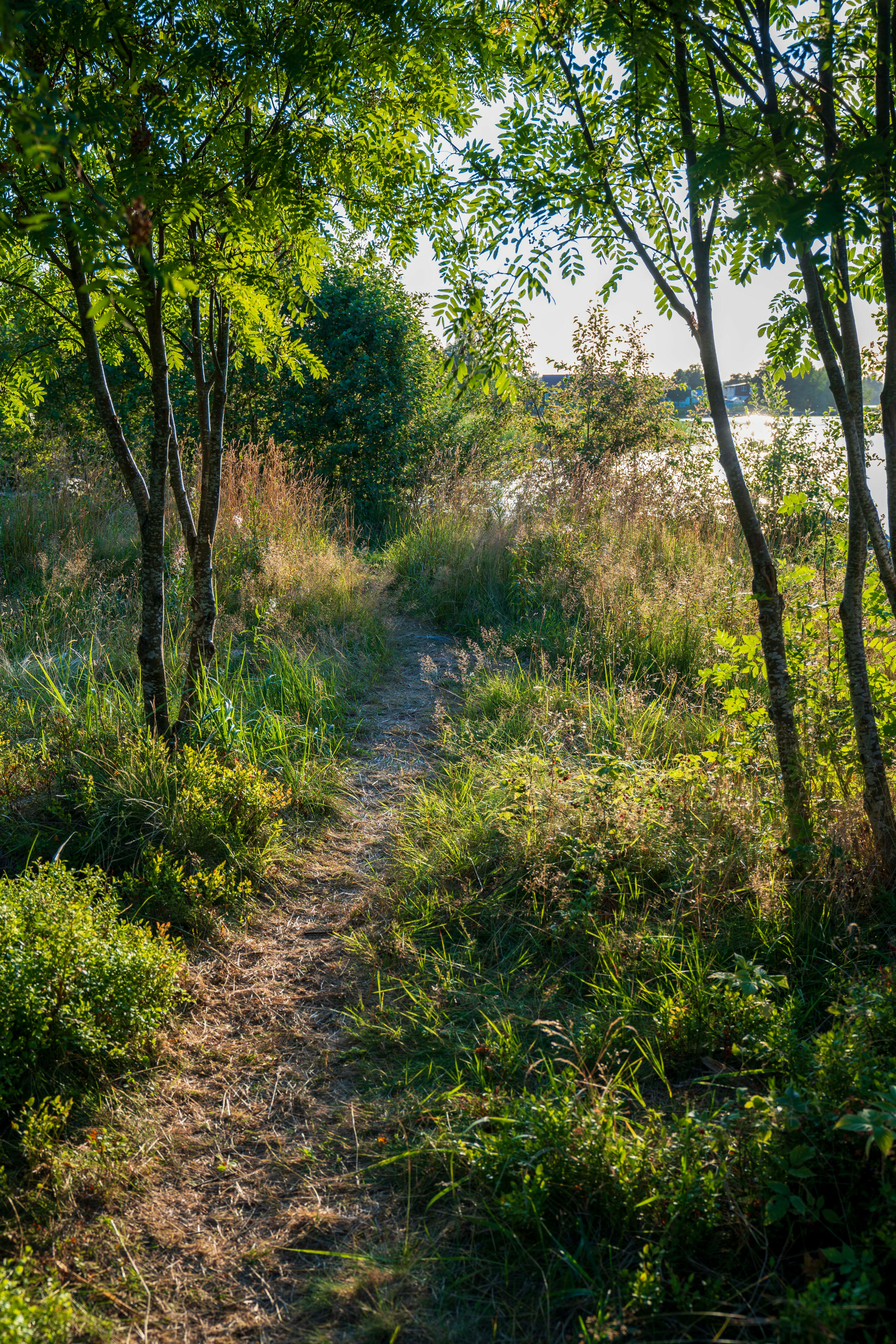 Фото Kodi järvi